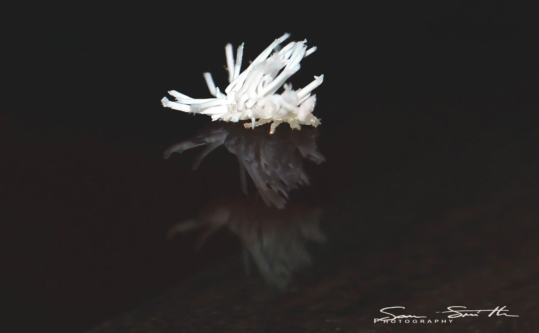 Phromnia sp. - Flatid Nymphs - Koh Lanta, Thailand (15).JPG
