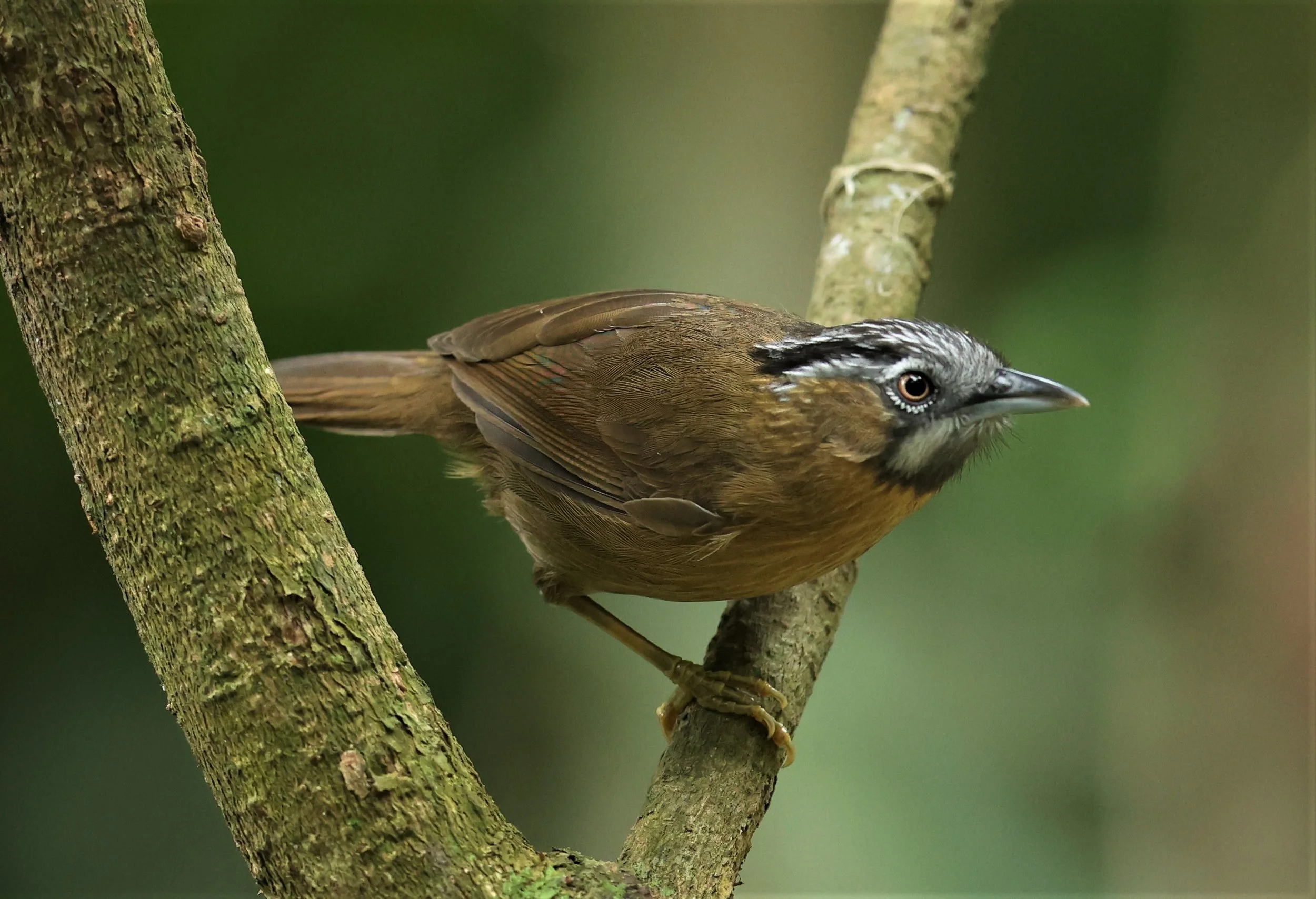 BABBLER - GREY-THROATED BABBLER - Stachyris nigriceps - DOI INTHANON NP CHIANG MAI, DEC 2021 (33).JPG