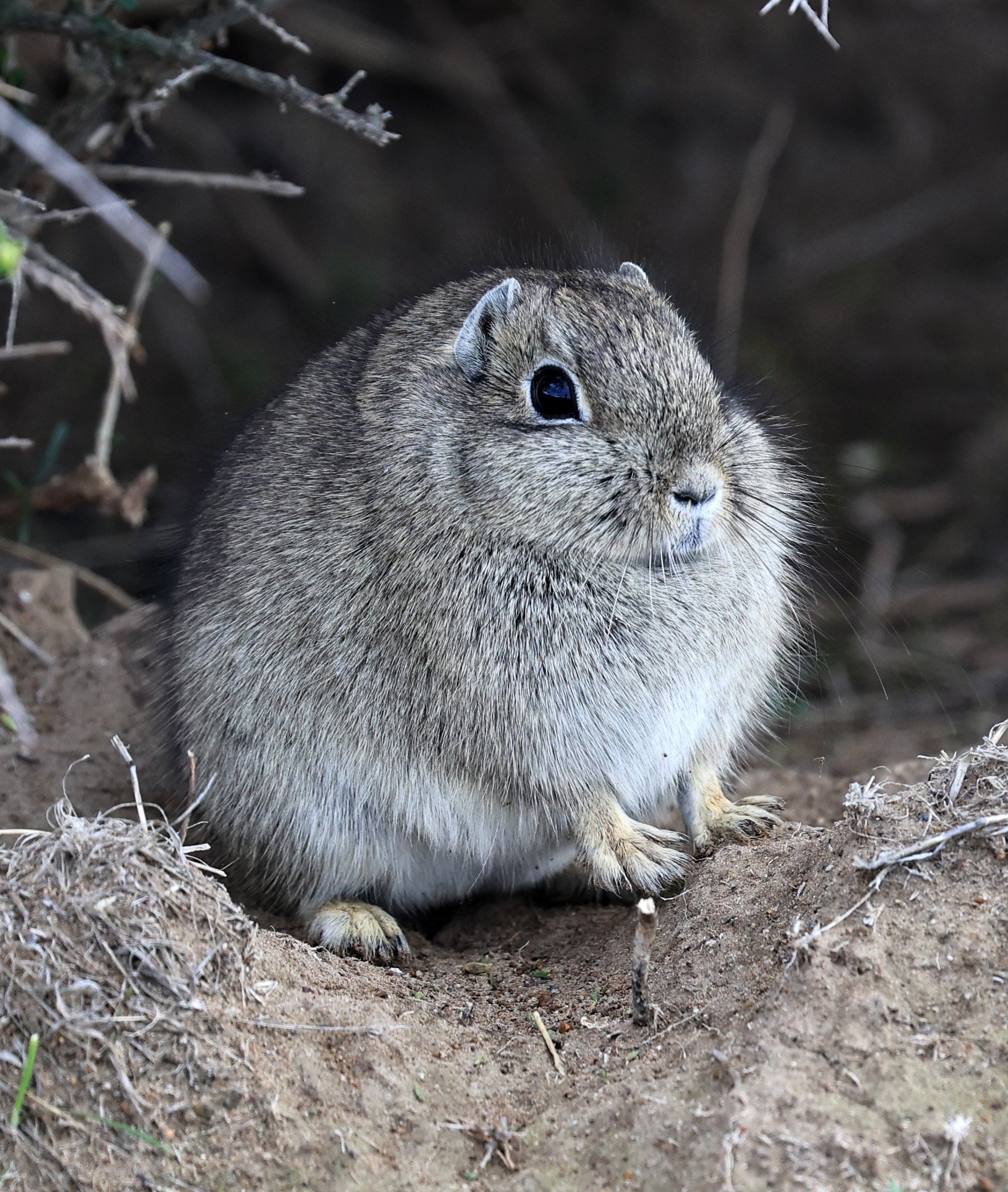 Southern Mountain Cavy (Microcavia australis) Valdes Peninsula, Chubut Province, Argentina Day 2 (1 (27).jpg