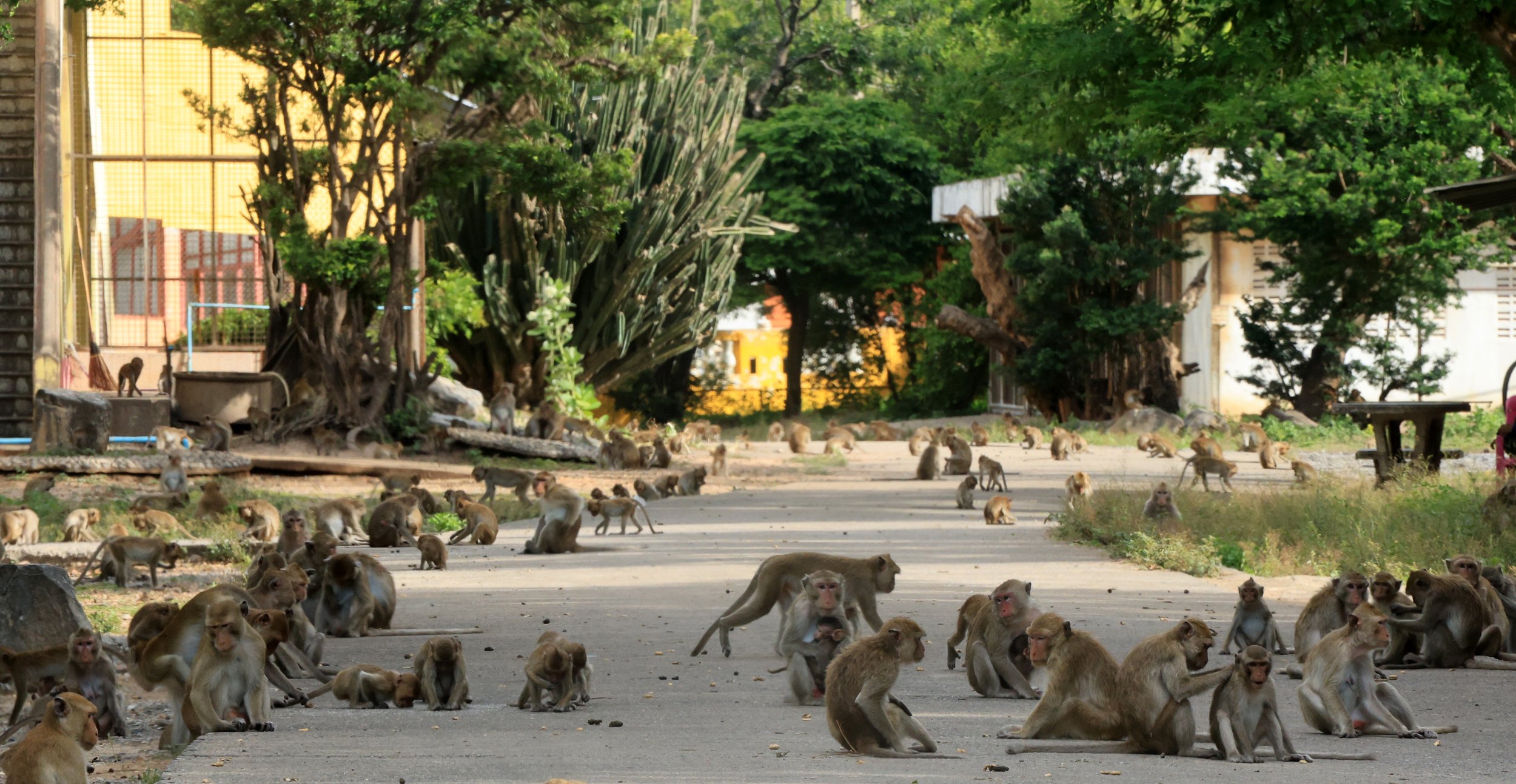 Khao Nor Khao Kaew Bat Viewing Nakhon Sawan (11).jpg