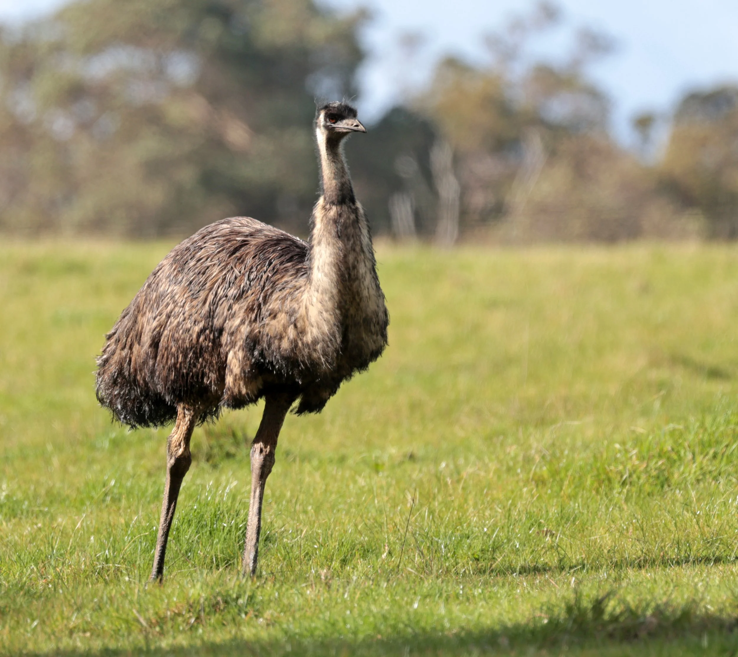 Emu (Dromaius novaehollandiae) Mt Frankland NP - Western Australia (22).jpg