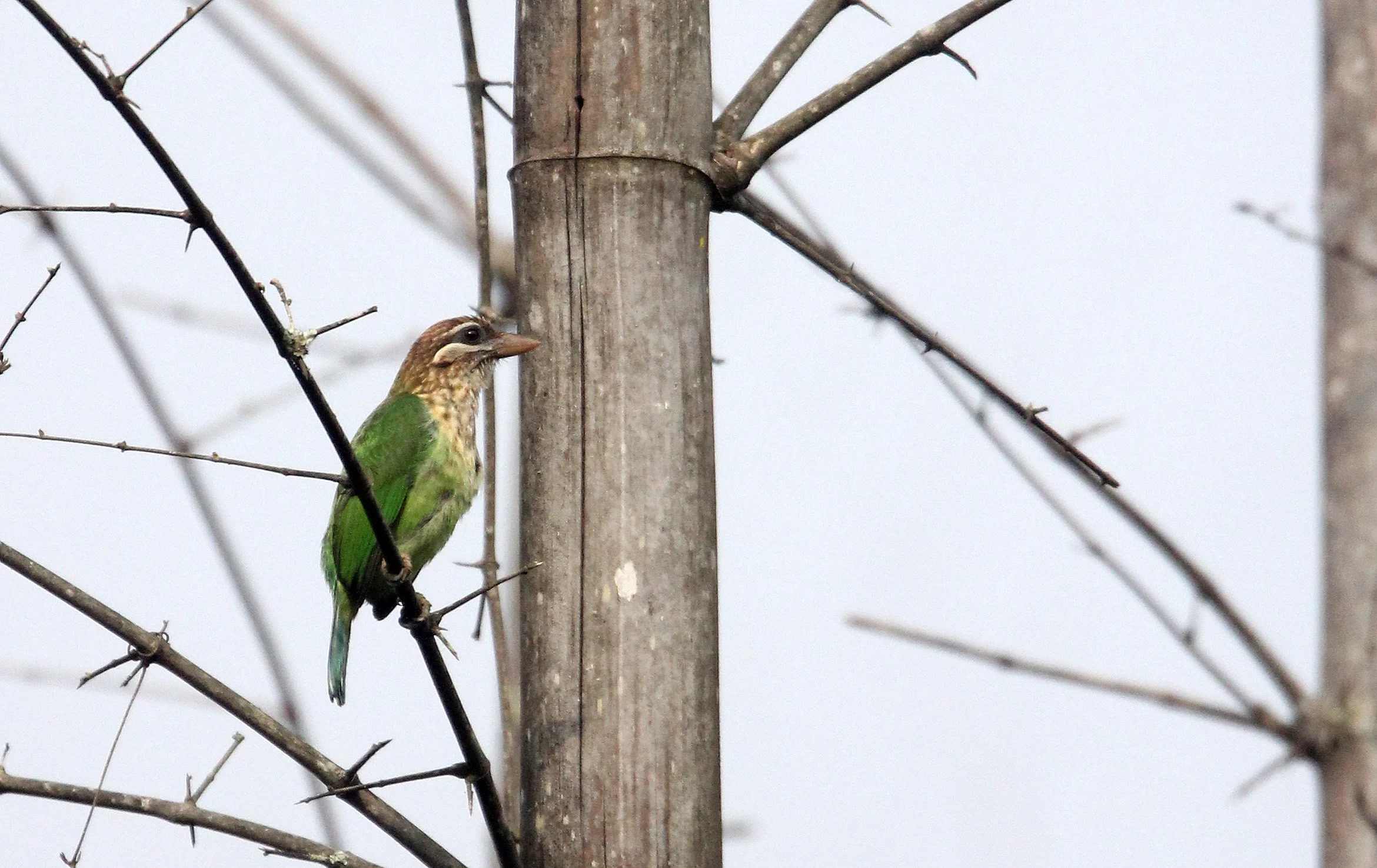 BARBET - BROWN-HEADED BARBET - Psilopogon zeylanicus - THOLPETTY RESERVE WAYANAD KERALA INDIA (3).JPG