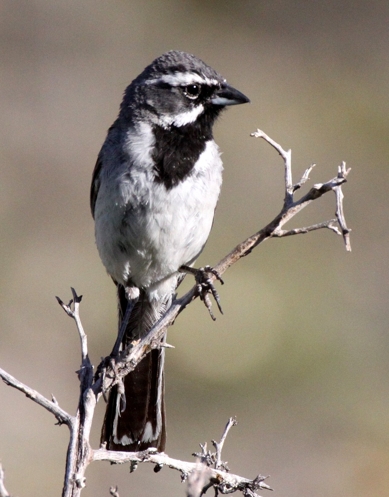 Black-throated Sparrow (Amphispiza bilineata) Franklin Mountains State Park New Mexico (1).JPG