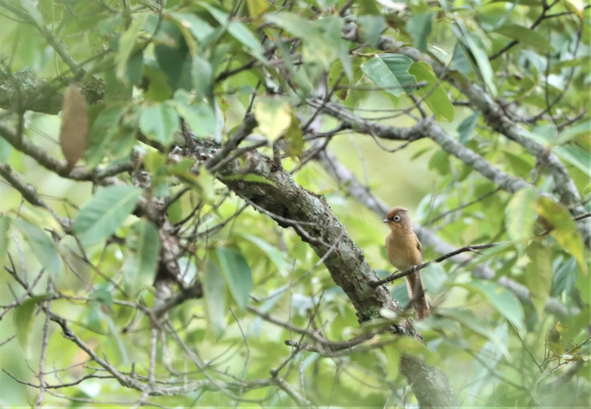 BARWING - SPECTACLED BARWING - Actinodura ramsayi - DOI LANG CHIANG MAI (9).jpg