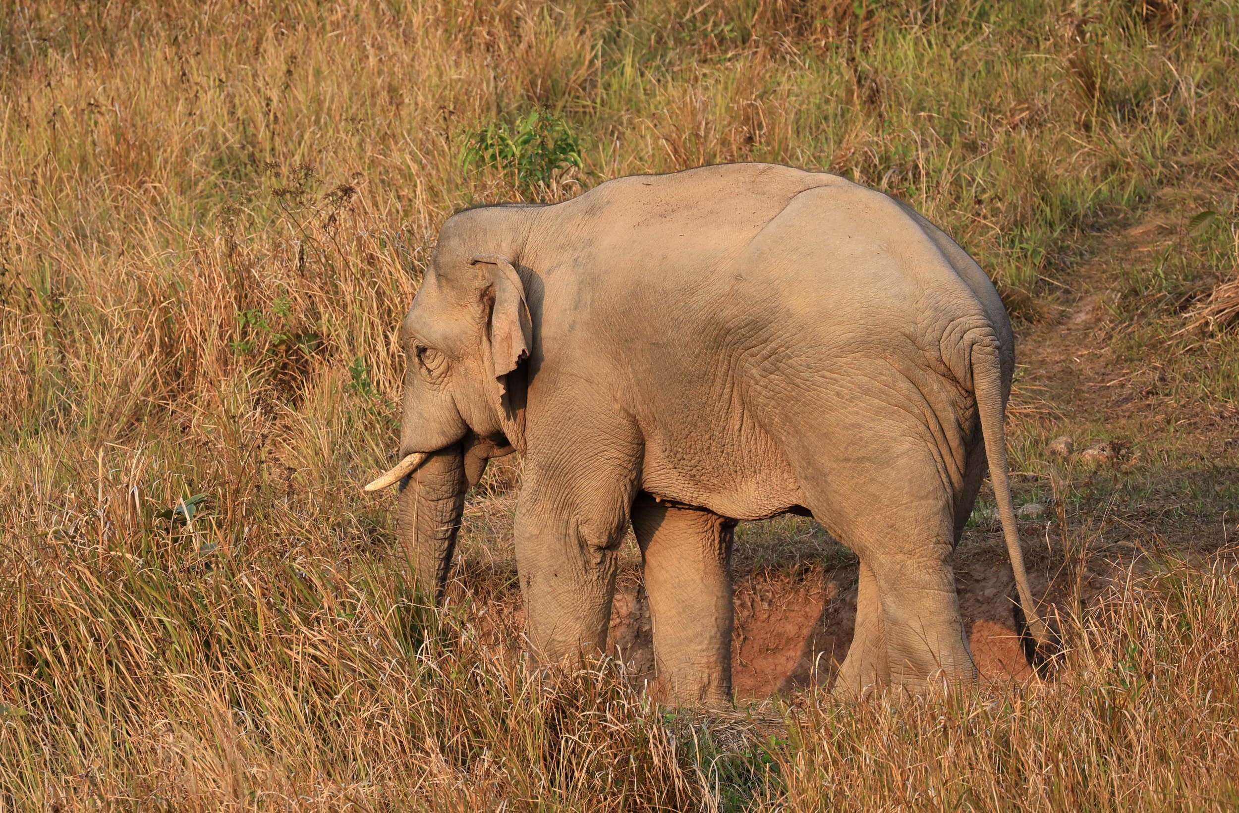 Asian Elephant (Elephas maximus) Khao Yai National Park, Thailand (122).jpg