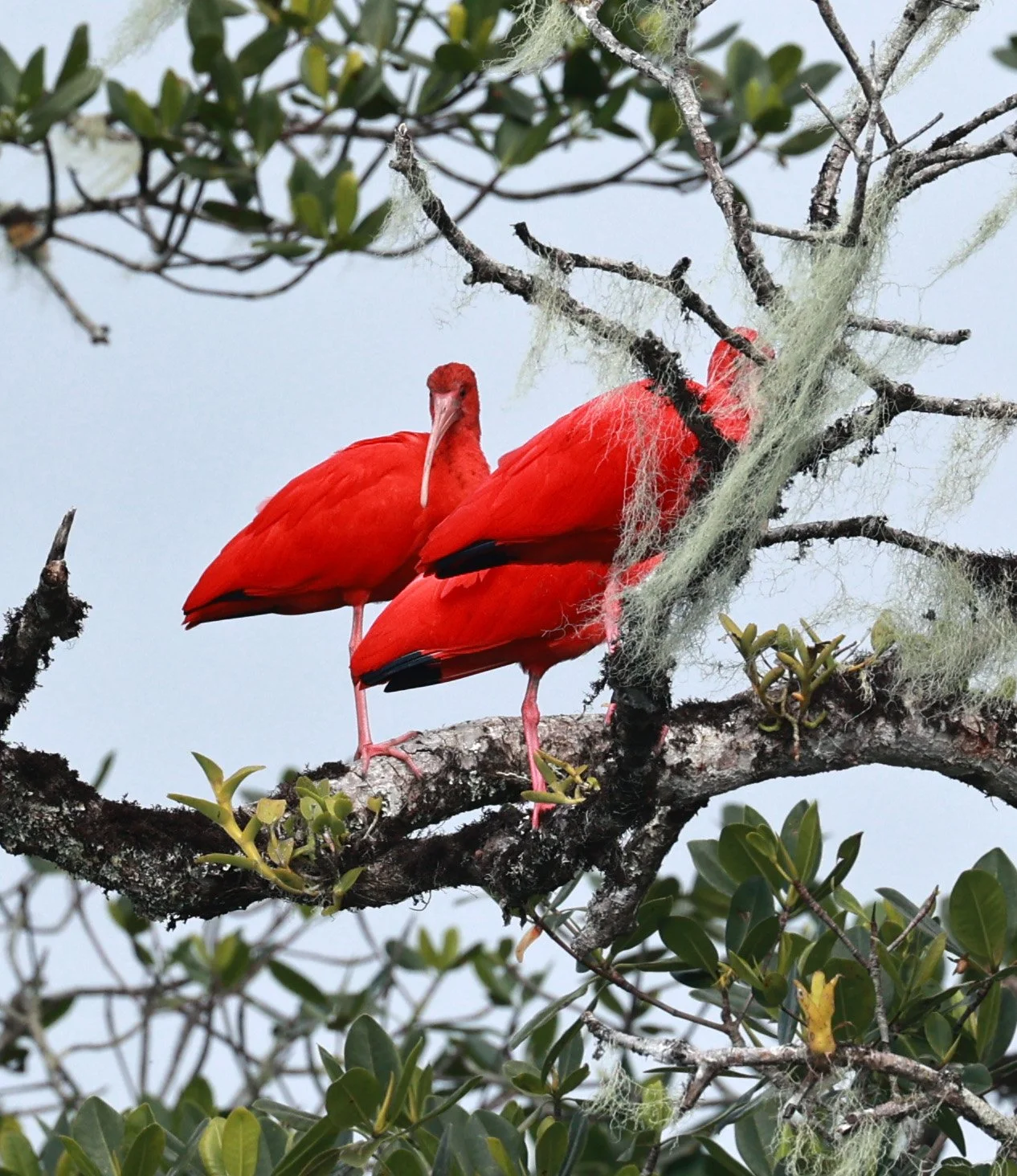 Scarlet Ibis (Eudocimus ruber) Superagüi National Park, Brazil (6).jpg
