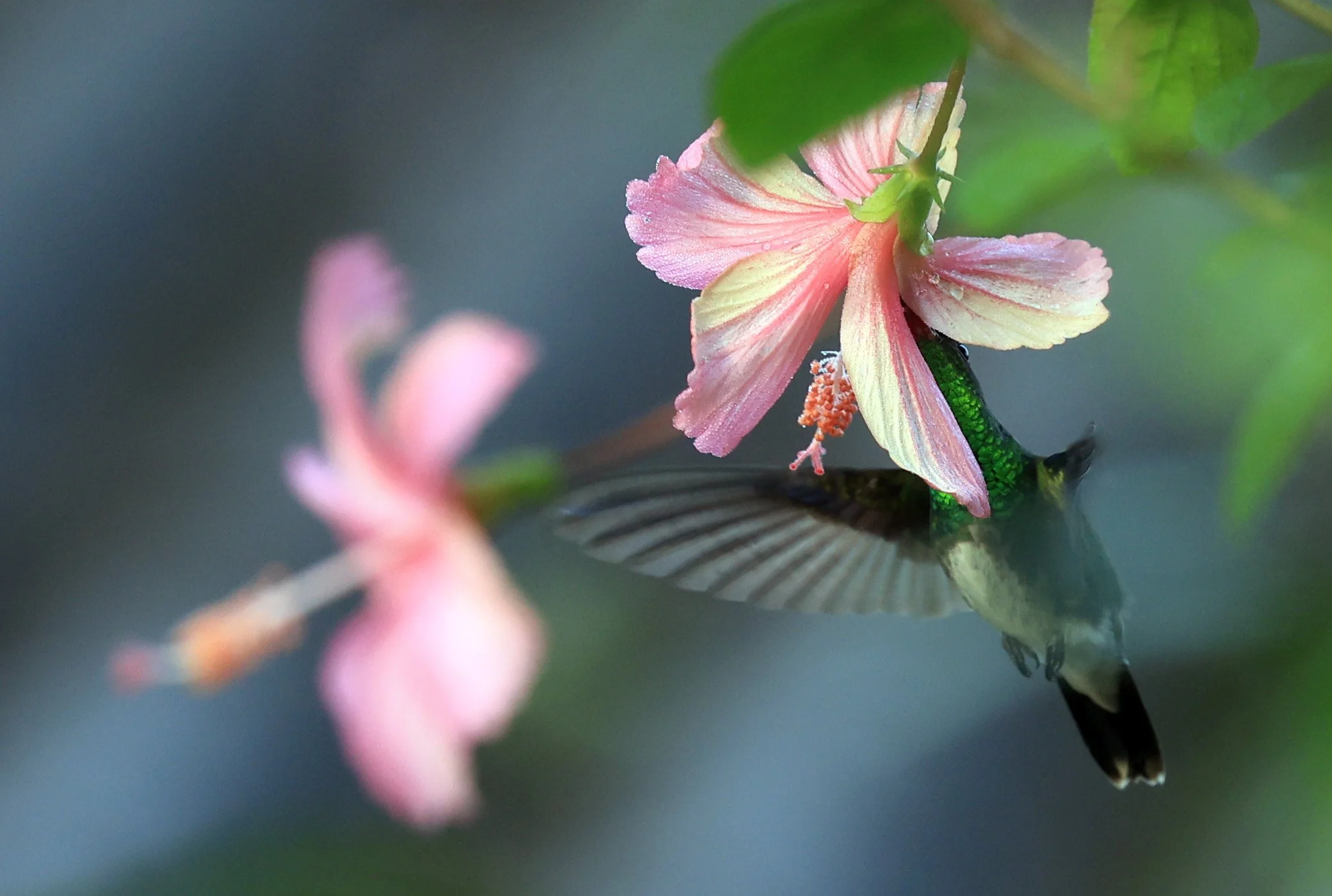 Violet-capped Woodnymph (Thalurania glaucopis) Superagui National Park
