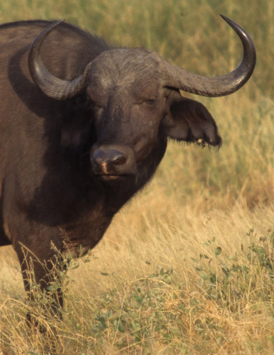 BOVID - CAPE BUFFALO-UGANDA (16).jpg