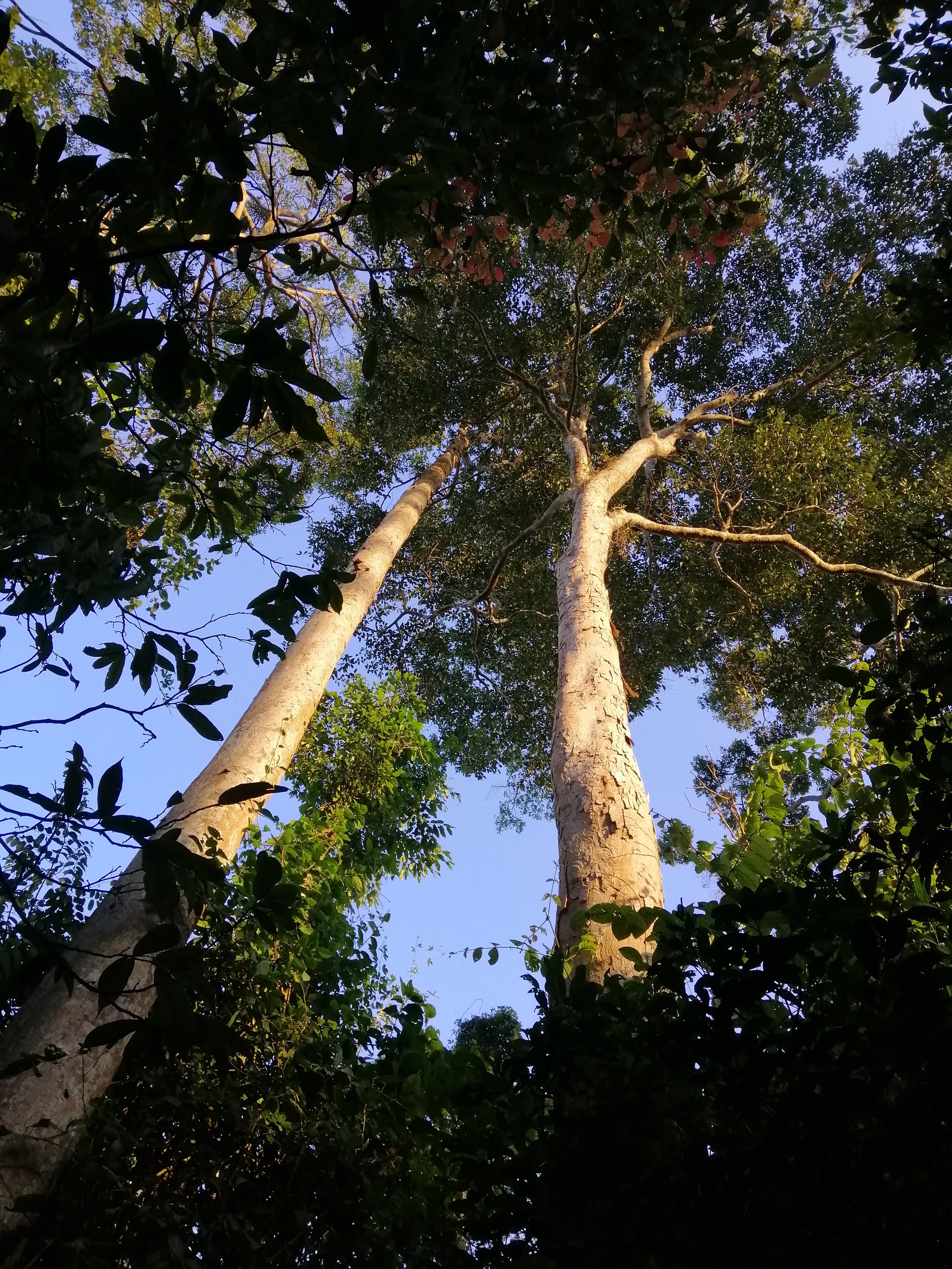 Dipterocarp species are the dominant emergents in the Dry Evergreen Forests of the Eastern Forest Complex