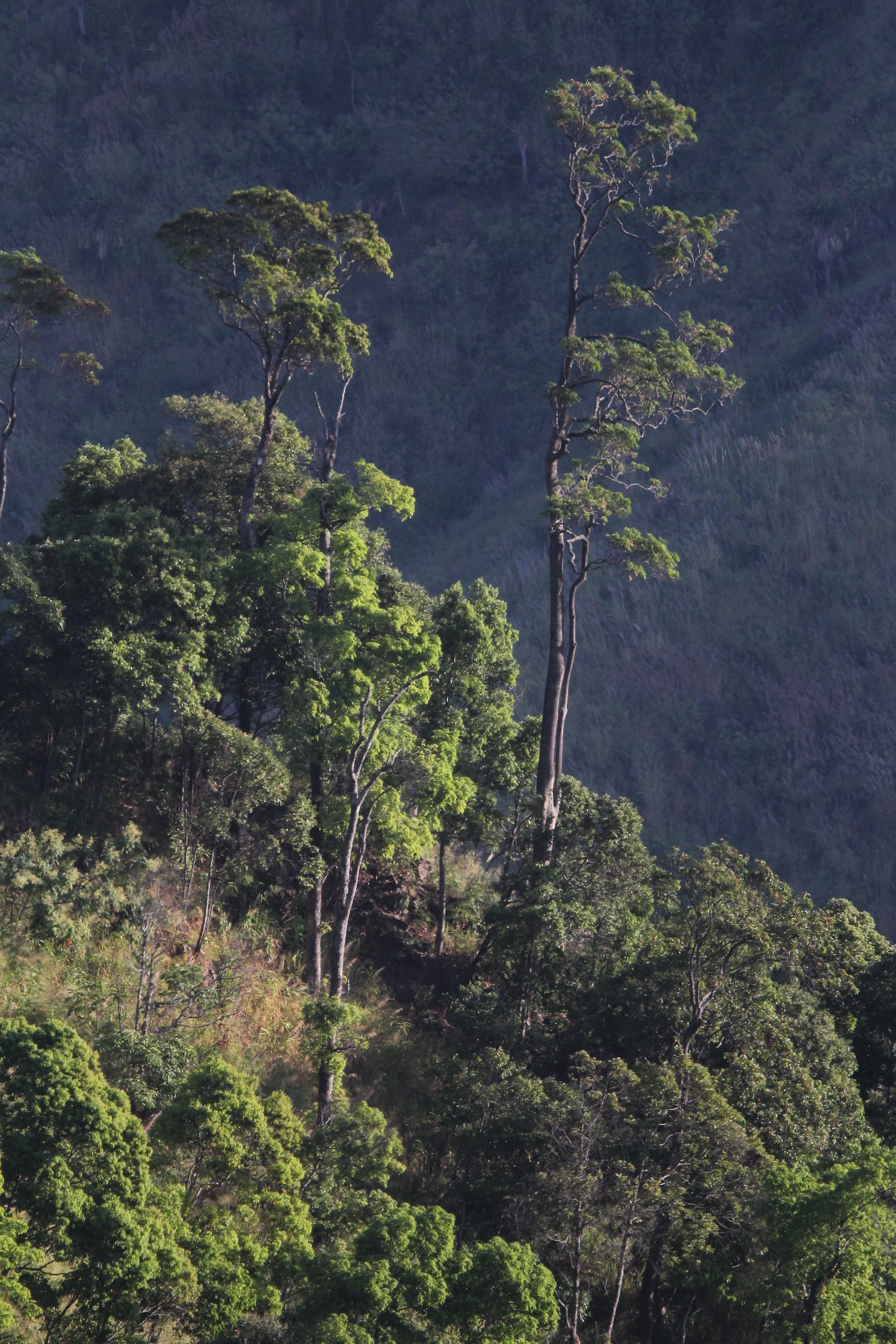 CHONG YEN CAMPSITE, MAE WONG NATIONAL PARK F.JPG