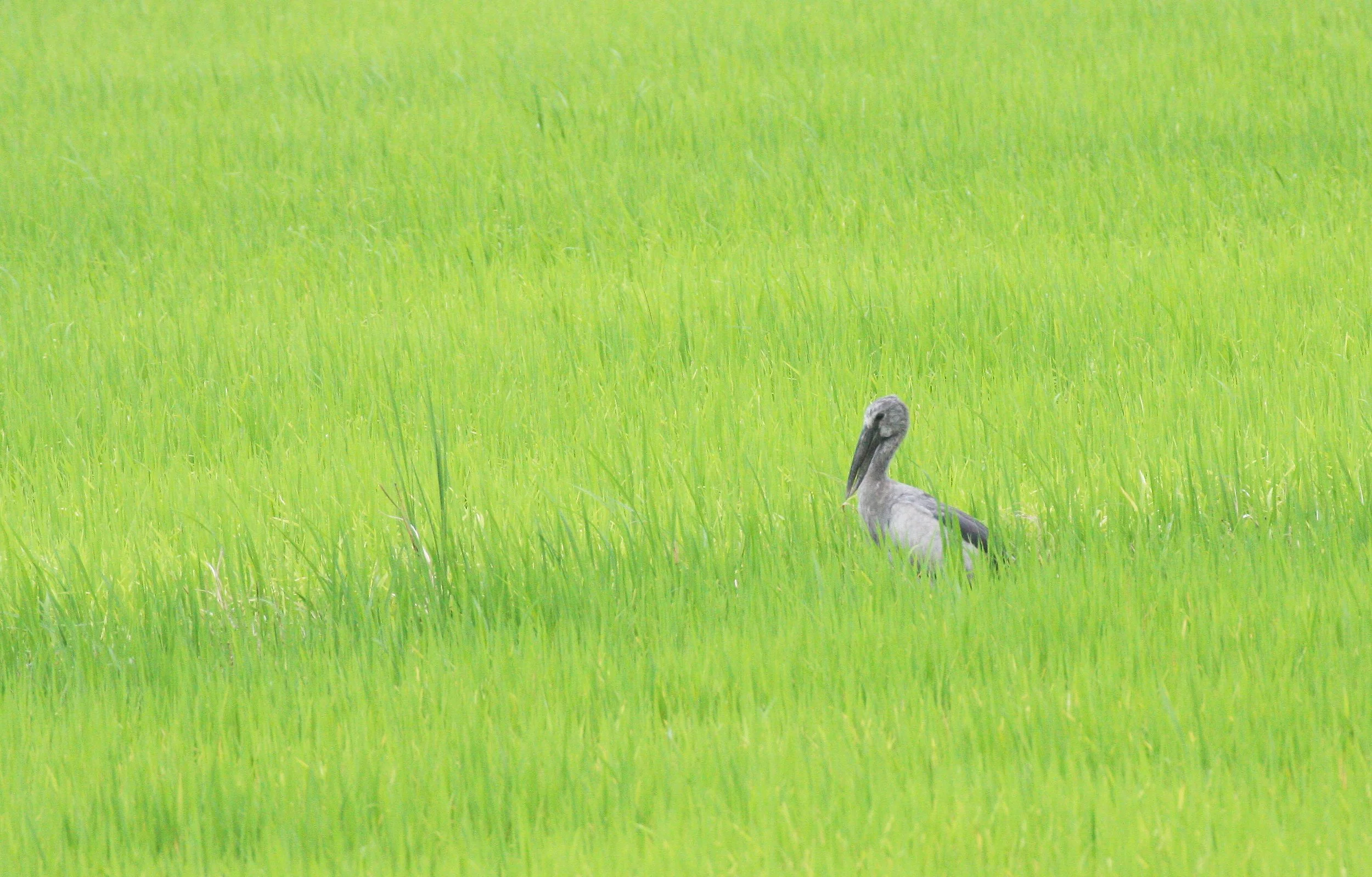 STORK - ASIAN OPENBILL - Anastomus oscitans - KAENG KRACHAN VICINITY (4).JPG