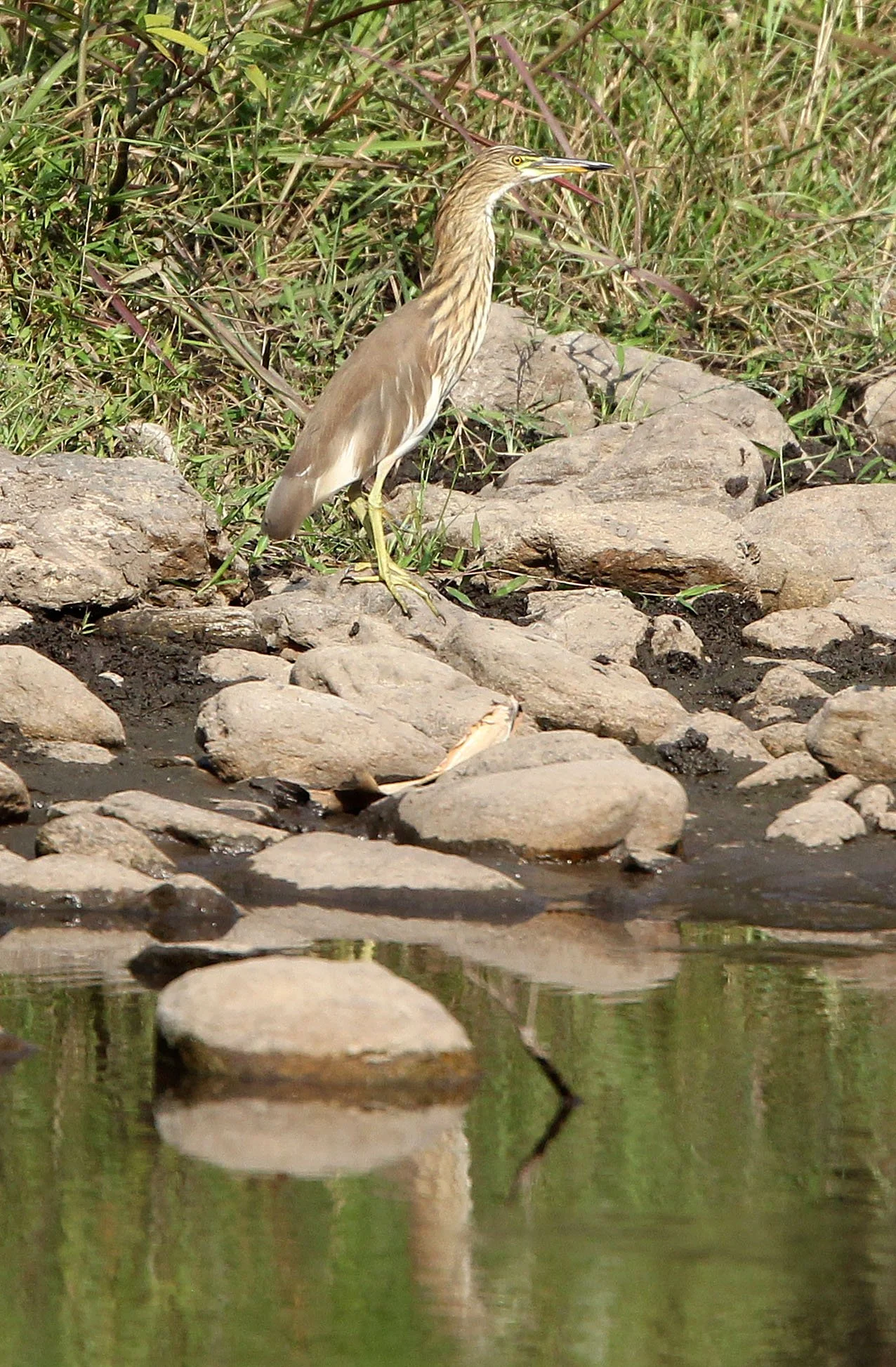 HERON - CHINESE POND HERON - Ardeola bacchus - HUAI KHA KHAENG NATURE RESERVE - HEADQUARTERS - THAILAND (8).JPG