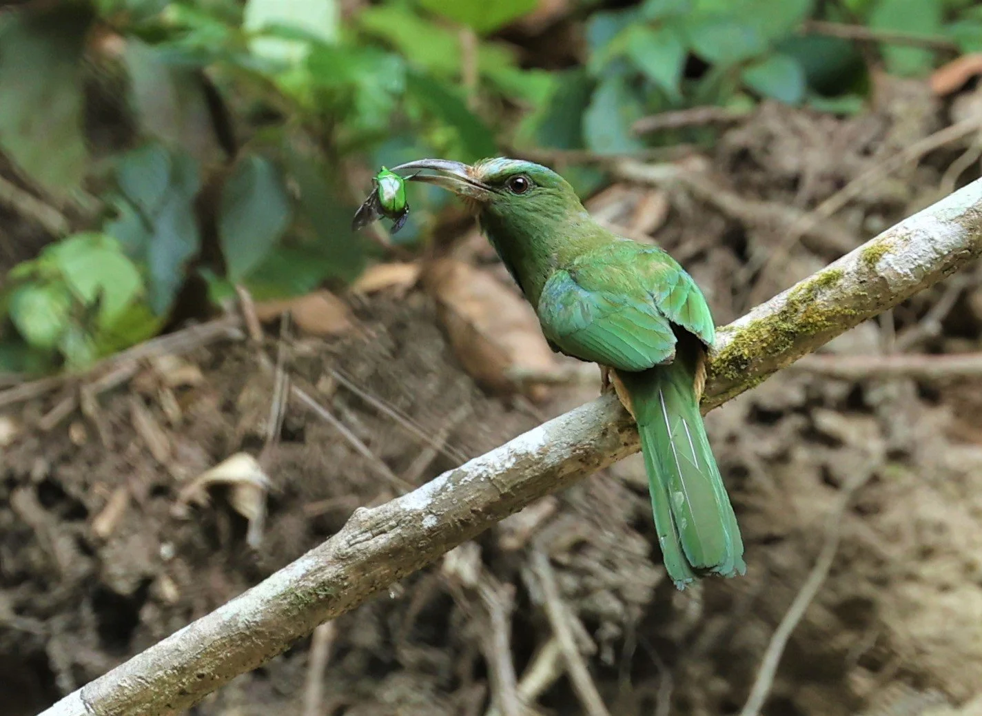 BEE-EATER - BLUE-BEARDED BEE-EATER - Nyctyornis amictus - CHONG YEN CAMPSITE MAE WONG NP MAY 1 2022 (3).jpg