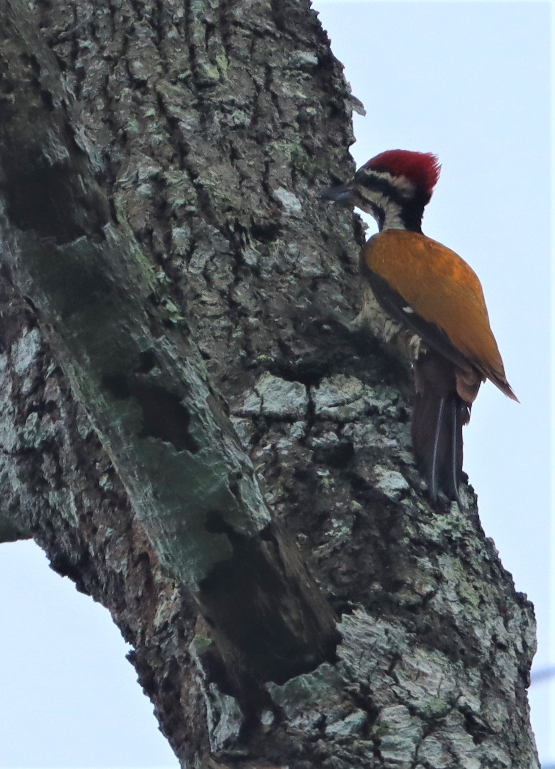 WOODPECKER - COMMON FLAMEBACK - Dinopium javenense - KAENG KRACHAN NATIONAL PARK (3).jpg
