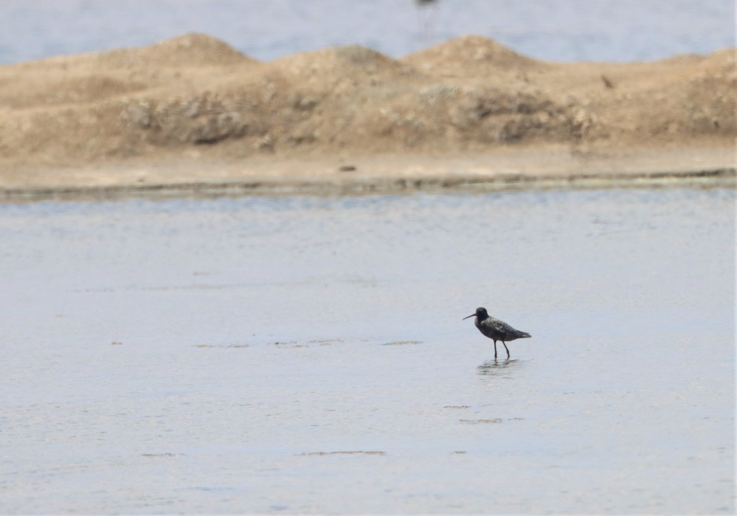 REDSHANK - SPOTTED REDSHANK - Tringa erythropus - BANG PAKONG SALT PANS CHACHOENGSAO WEST OF RIVER (16).jpg