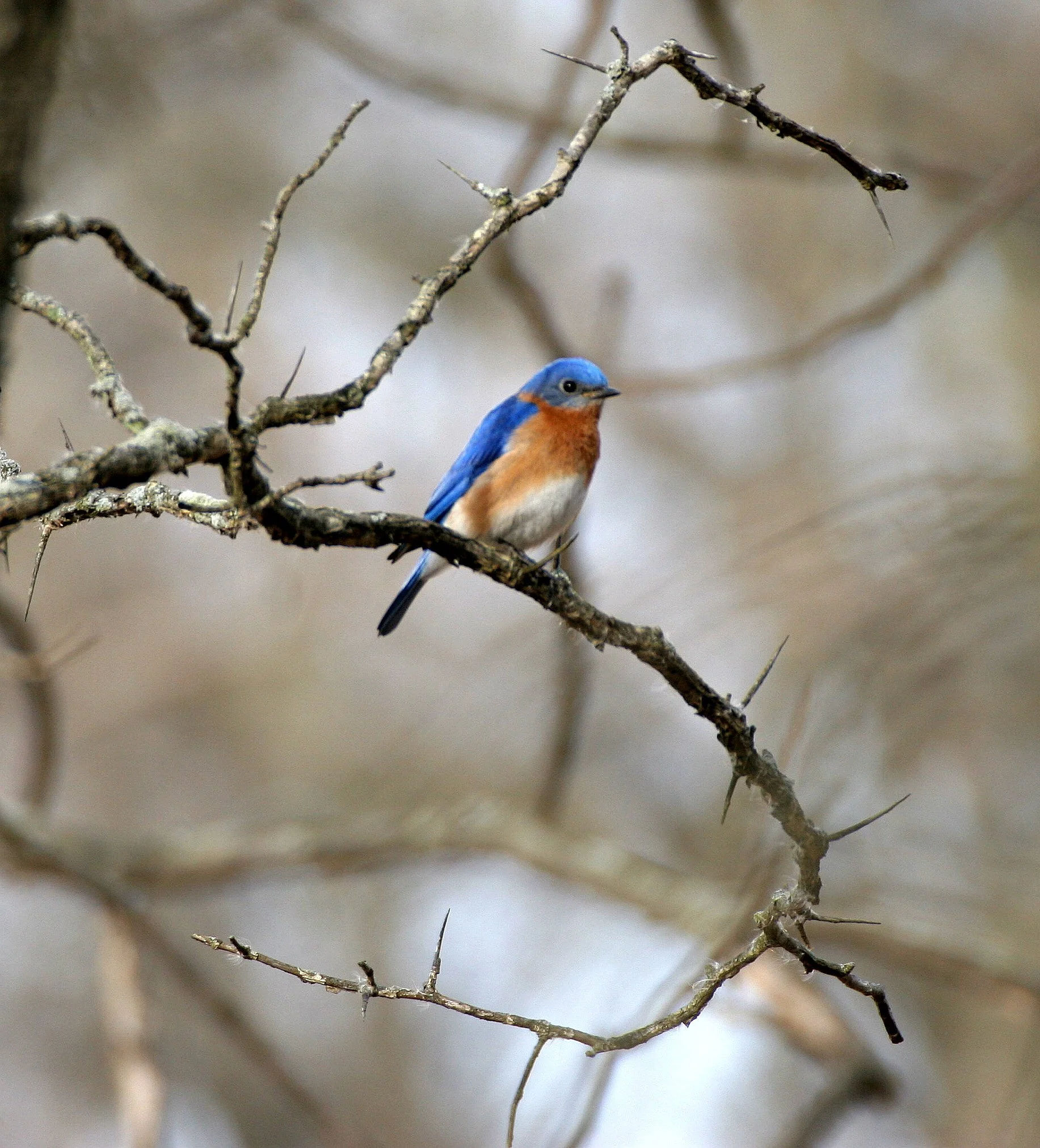 Eastern Bluebird (Sialia sialis) Lincoln Marsh Wheaton Illinois (14).JPG