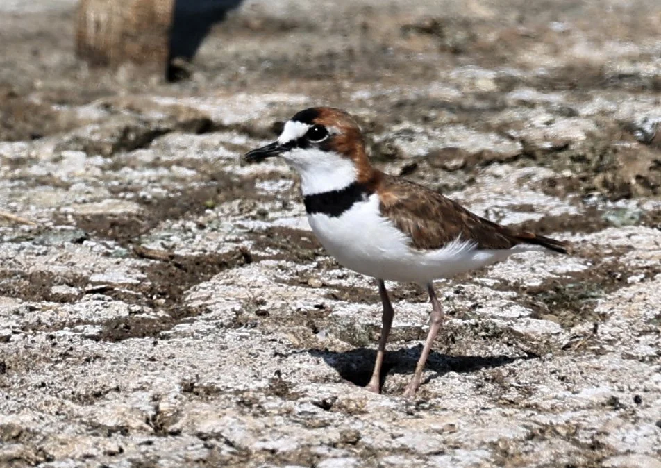 Collared Plover (Anarhynchus collaris) Chaco Lodge & Laguna Salada Paraguay (16).jpg