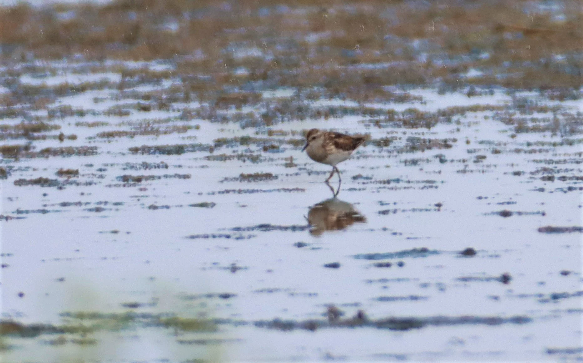 STINT - Long-toed Stint - Calidris subminuta - KHLONG TAMRU CHONBURI.jpg