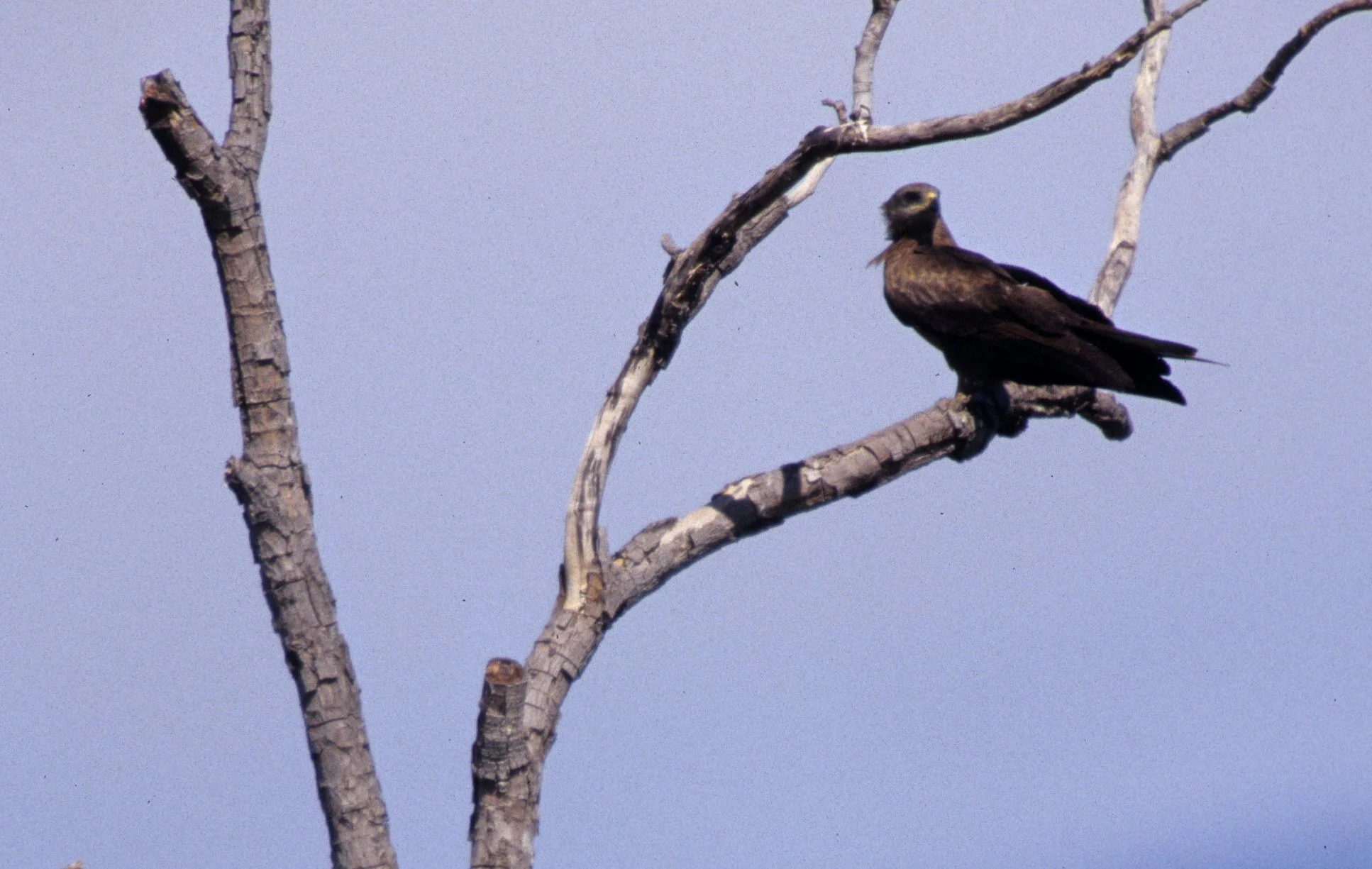 BIRD - FALCON - BLACK FALCON - DAINTREE FOREST.jpg