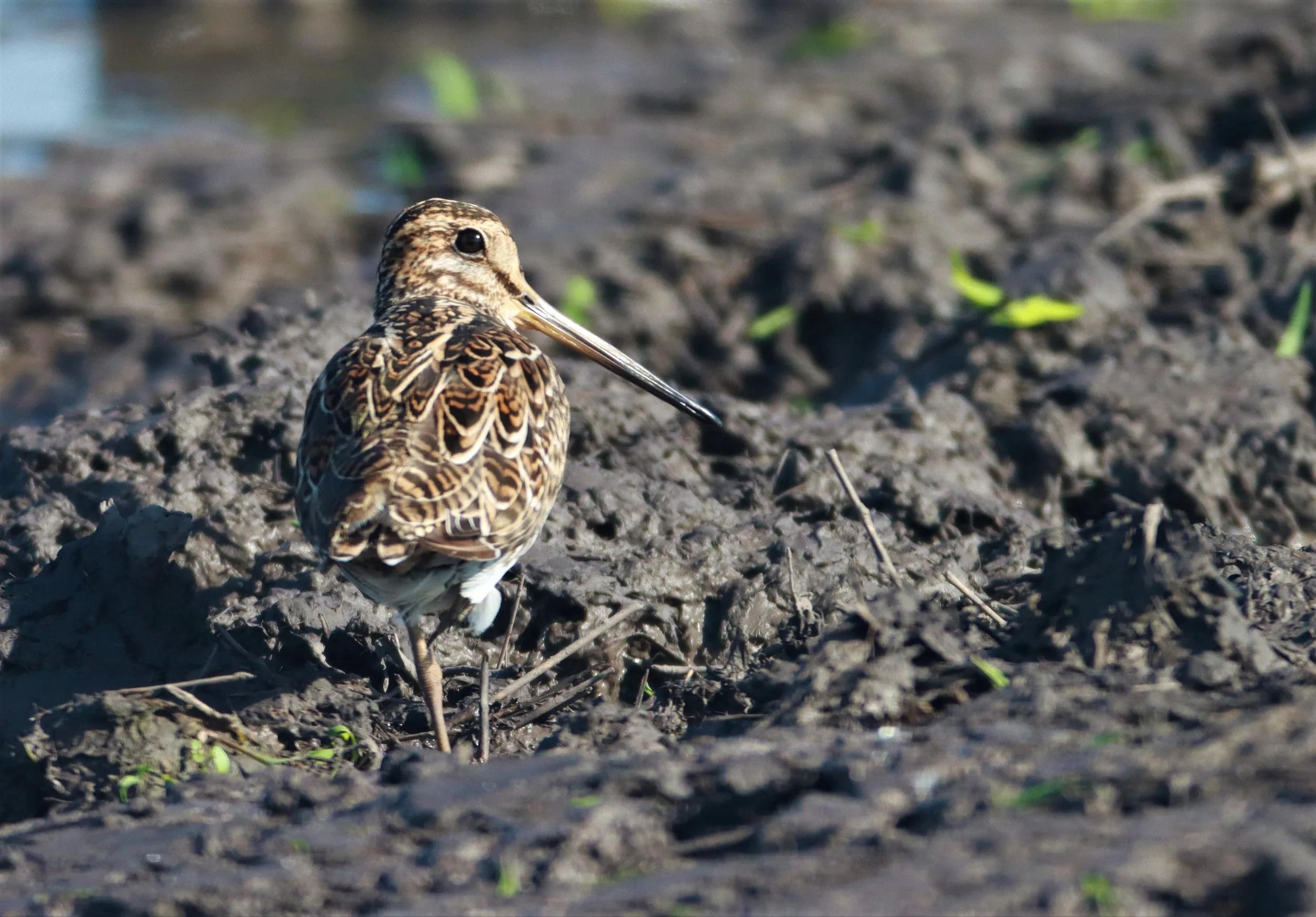 SNIPE - PINTAIL SNIPE - Gallinago stenura - PATHUM THANI RICE RESEARCH CENTER AUGUST 24 2021 (29).jpg