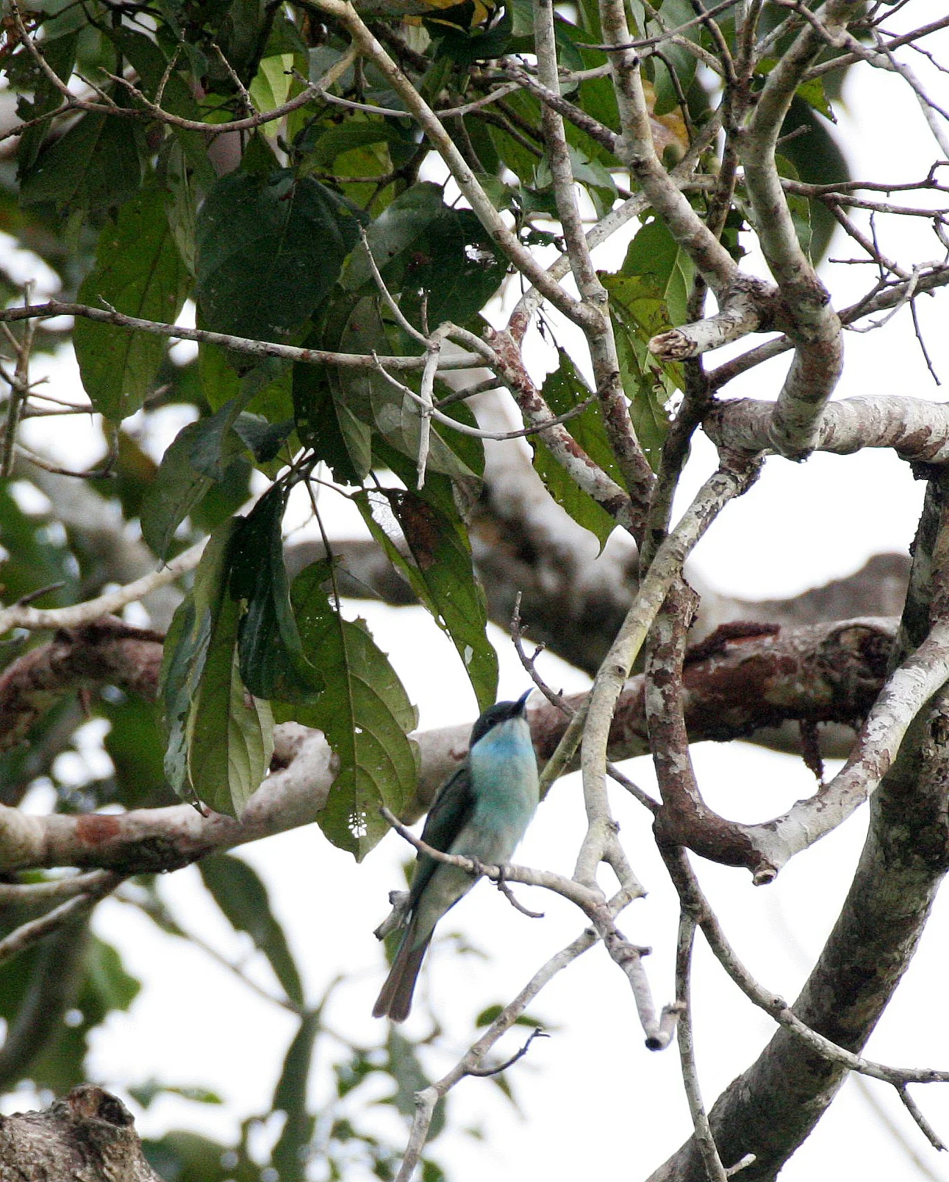 BIRD - BEE-EATER - BLUE-THROATED BEE-EATER - KINABATANGAN RIVER BORNEO (7).JPG