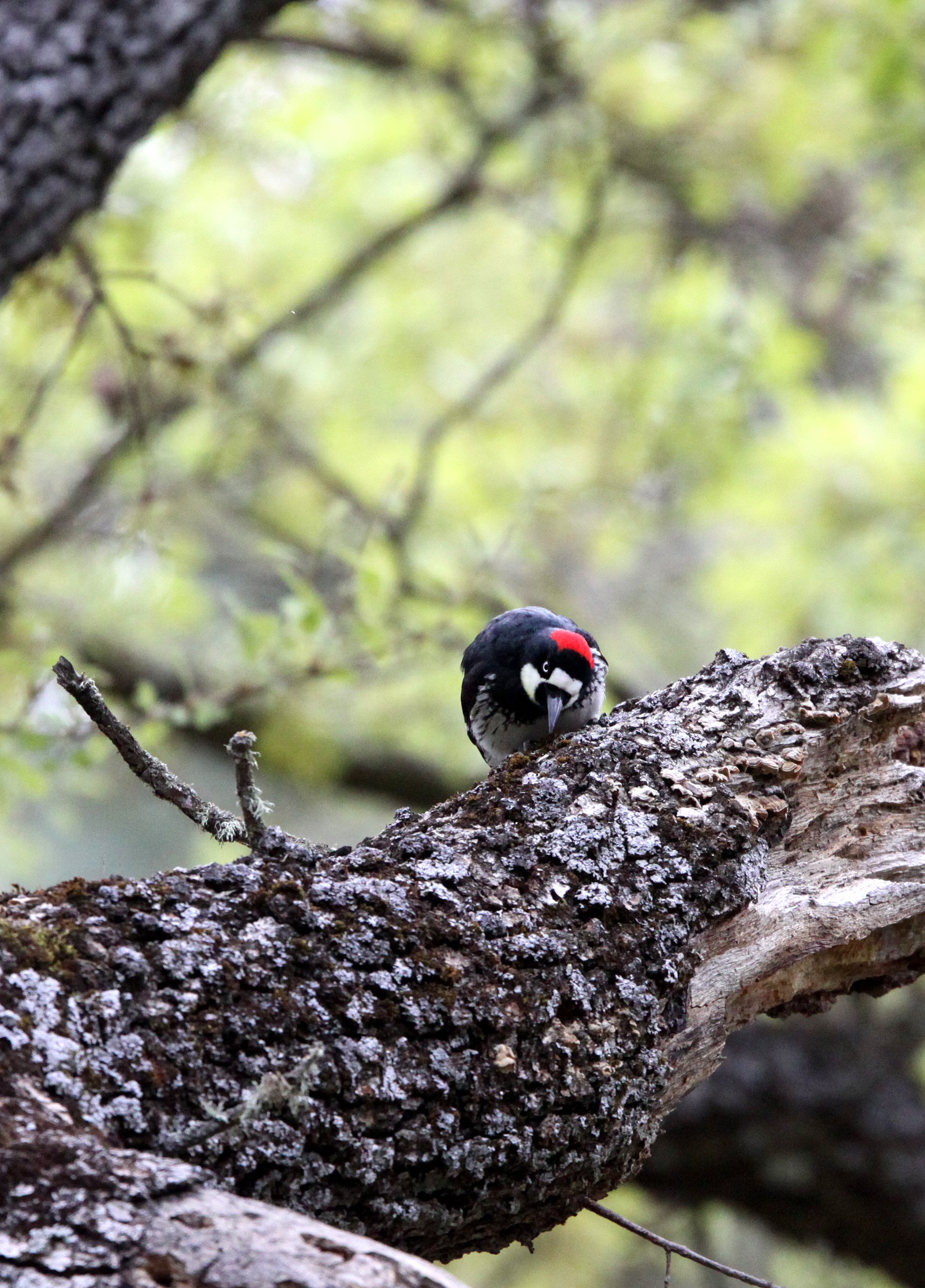 BIRD - WOODPECKER - ACORN WOODPECKER - PINNACLES NATIONAL MONUMENT CALIFORNIA (14).JPG