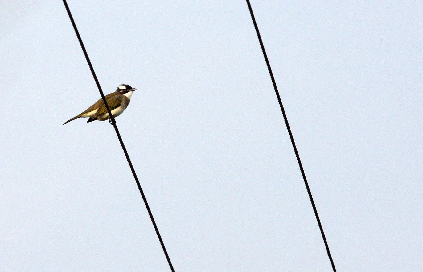 BULBUL - CHINESE BULBUL - Pycnonotus sinensis - NANKOU, RUDONG, CHINA (12).JPG