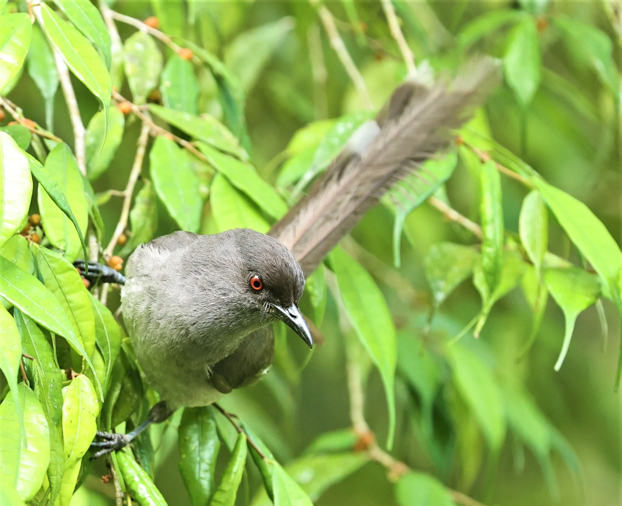 Heterophasia picaoides - LONG-TAILED SIBIA - FRASER'S HILL, MALAYSIA JUNE 2022 (51).jpg