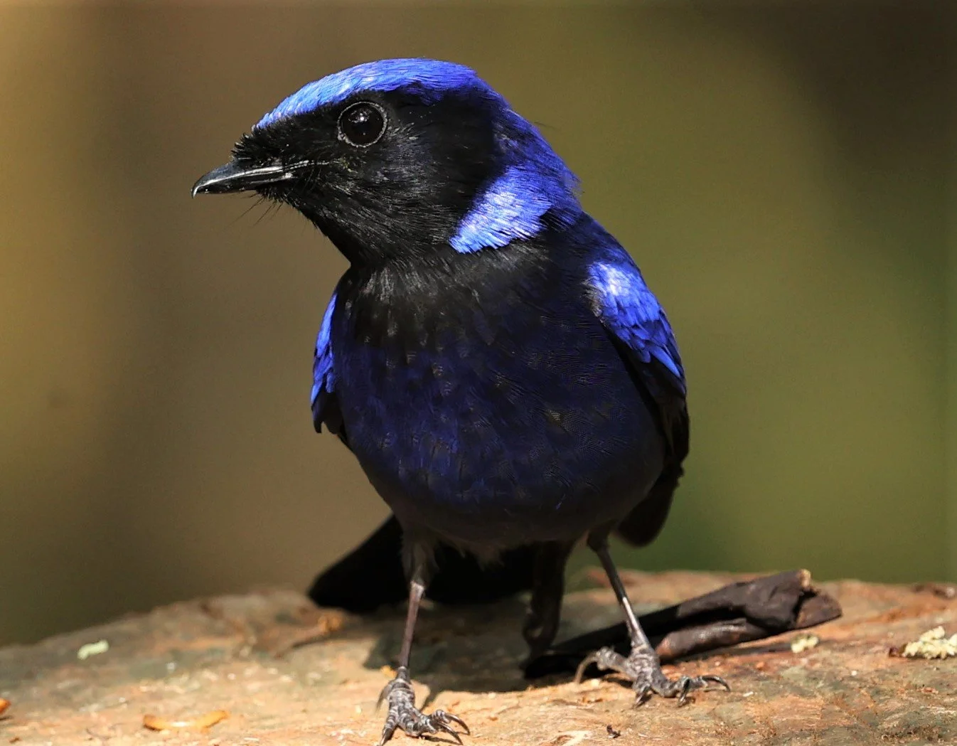 NILTAVA - LARGE NILTAVA - Niltava grandis - DOI DOI ANG KHANG CHIANG MAI FEB 2022 (16).jpg