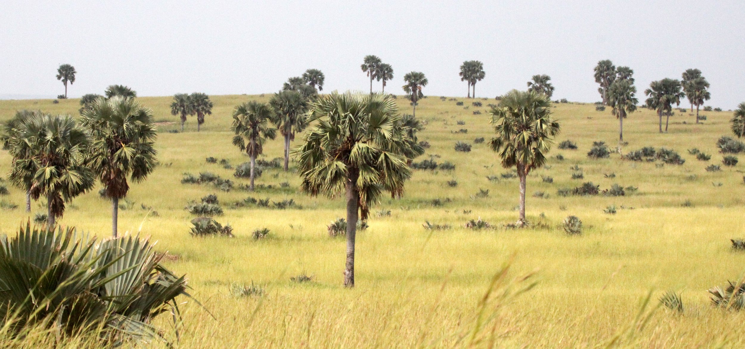 MURCHISON FALLS NP UGANDA (29).JPG