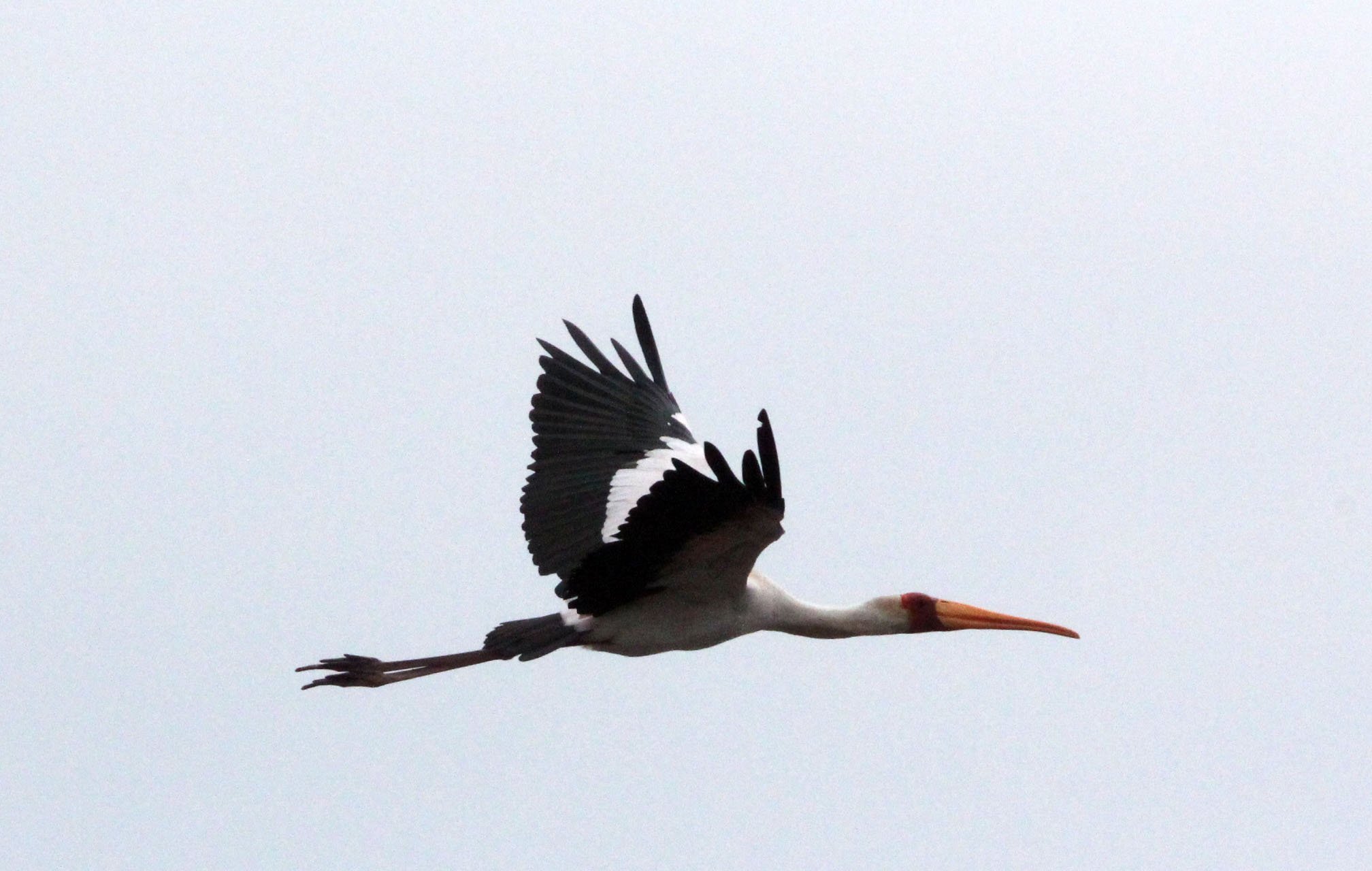STORK - YELLOW-BILLED STORK - Mycteria ibis - LANGANO LAKE ETHIOPIA (2).JPG