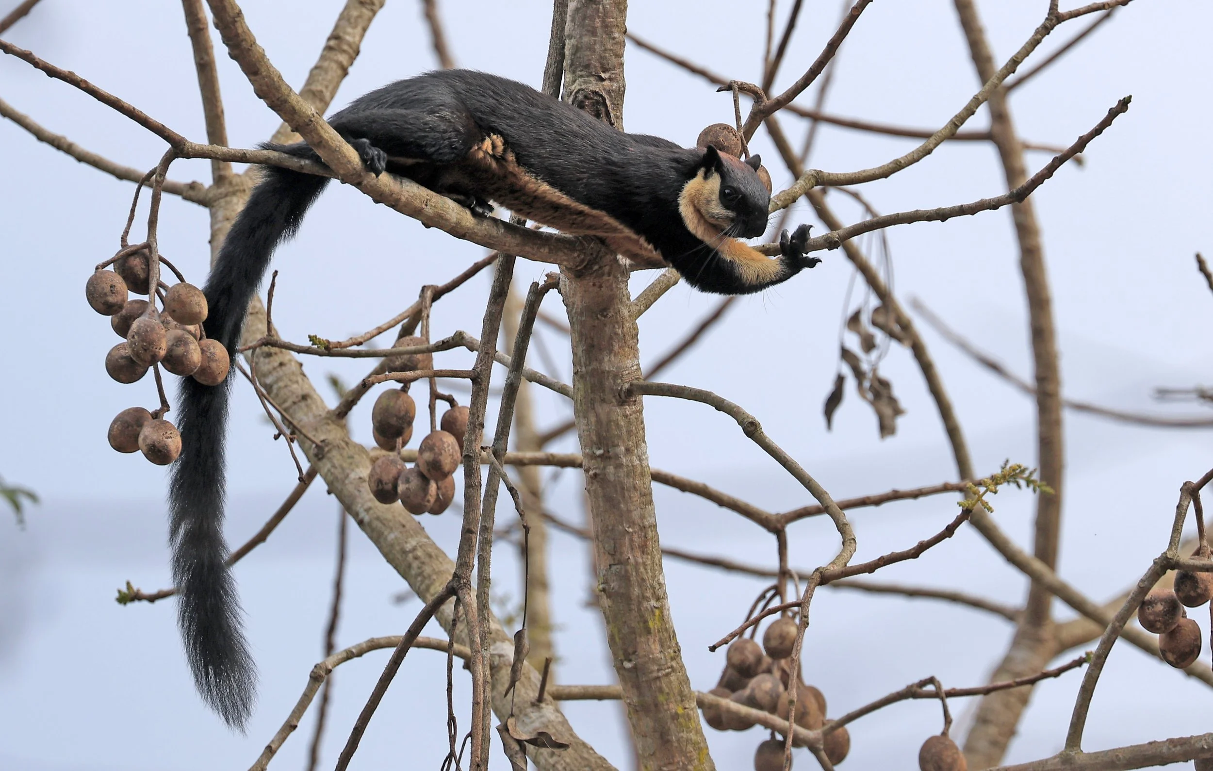 Black or Malayan Giant Squirrel (Ratufa bicolor) Kaeng Krachan National Park ESS Expedition 2026 (14).jpg