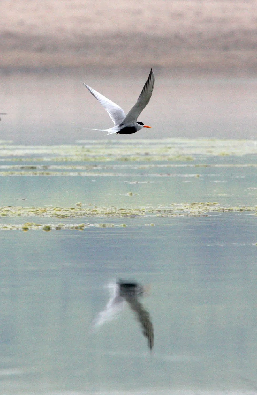 BIRD - TERN - BLACK-BELLIED TERN - CHAMBAL SANCTUARY INDIA (12).JPG
