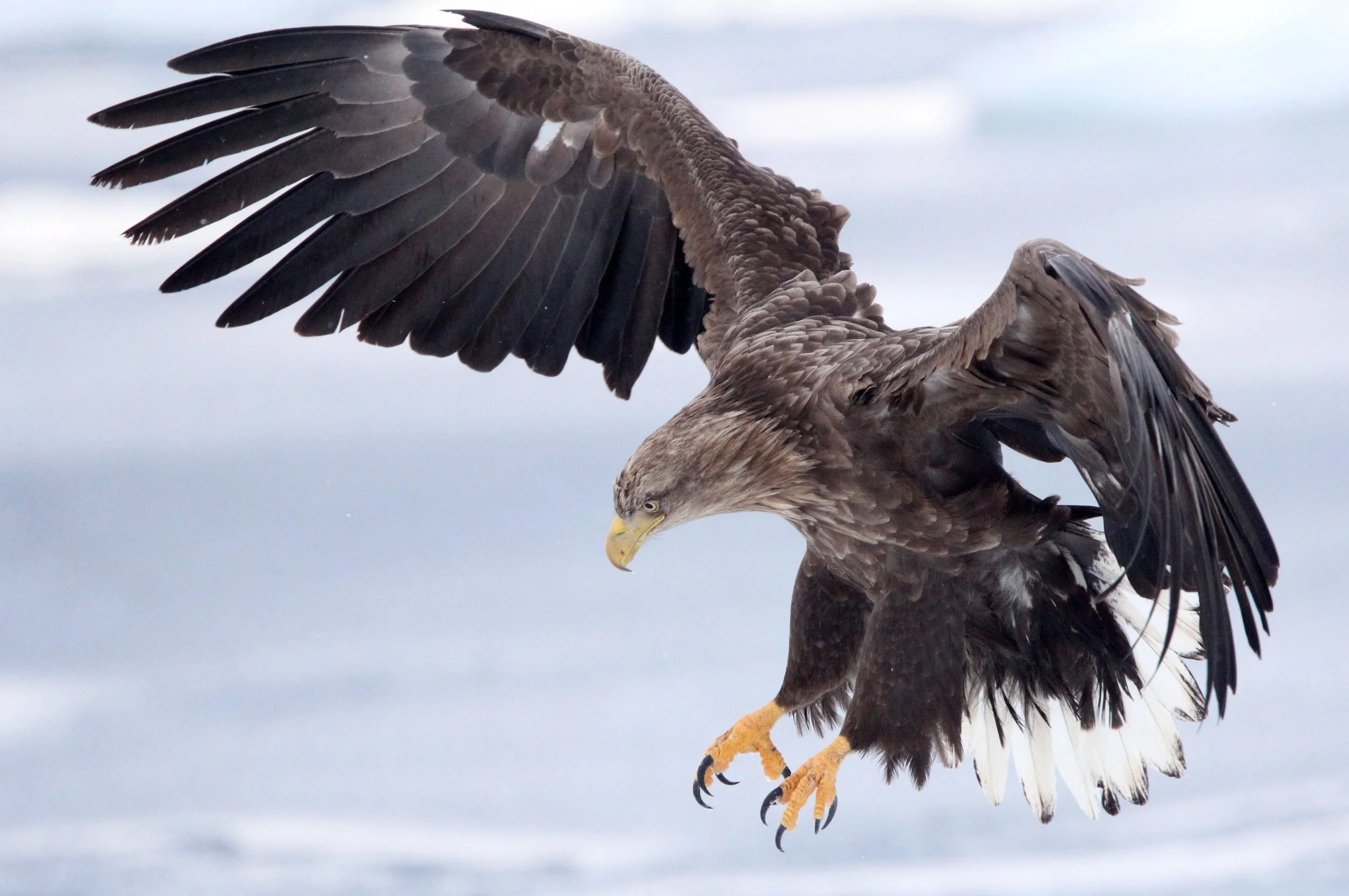 BIRD - EAGLE - WHITE-TAILED EAGLE - RAUSU, SHIRETOKO PENINSULA & NATIONAL PARK - HOKKAIDO JAPAN (77).JPG