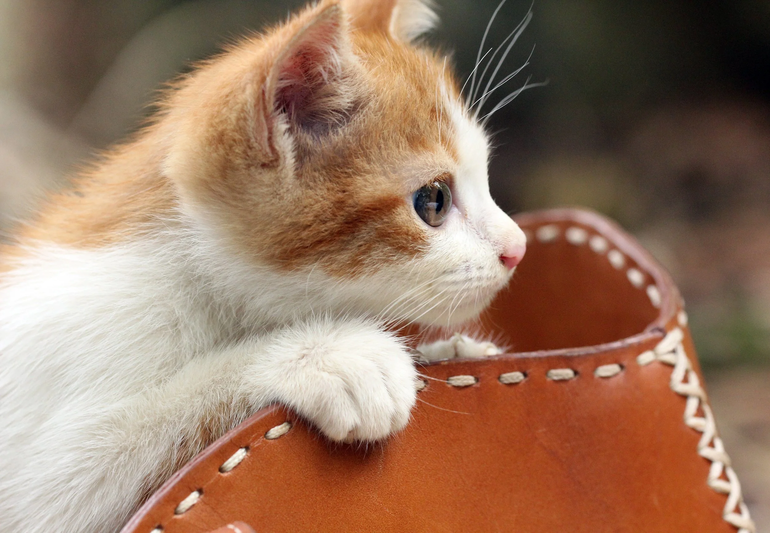 2015 Koh Lanta Summer Misc Images (1000).JPG