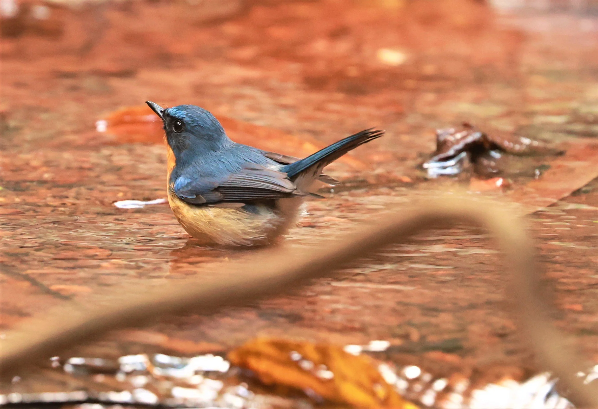 FLYCATCHER - CHINESE BLUE FLYCATCHER - Cyornis glaucicomans - PHU SUAN SAI NATIONAL PARK LOEI PROVINCE (4).jpg