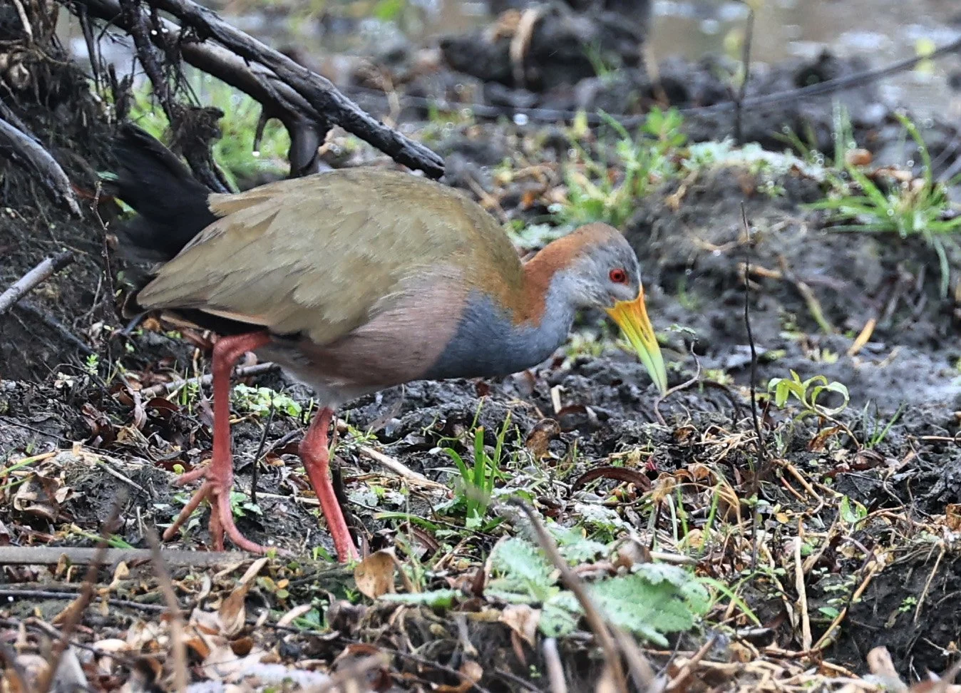 Giant Wood-Rail (Aramides ypecaha) Reserva Natural Ceibas, Entre Rios, Argentina 