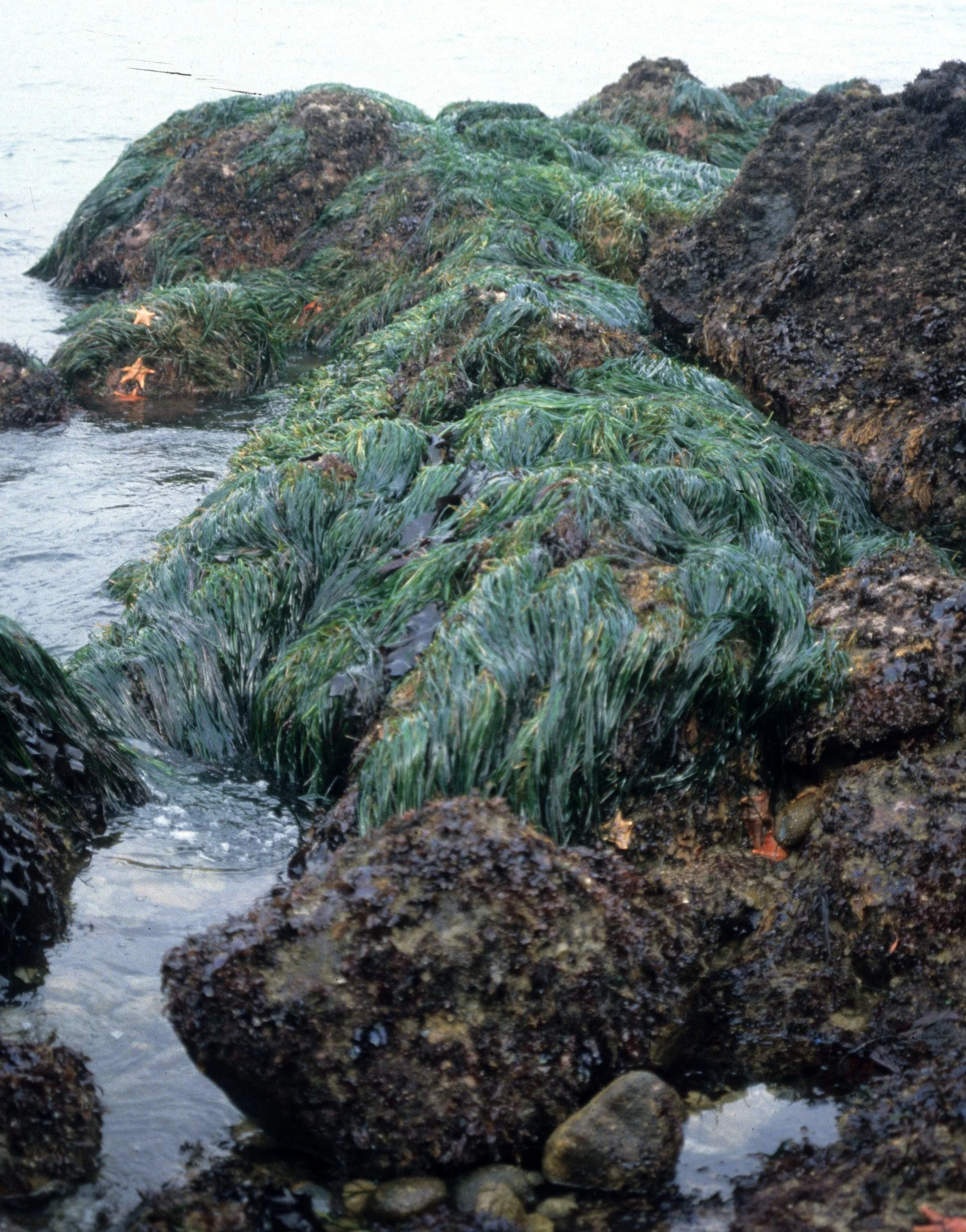 CALIFORNIA - POINT REYES - PHYLLOSPADIX SCOULERI - SURF GRASS - POINT REYES NS A.jpg