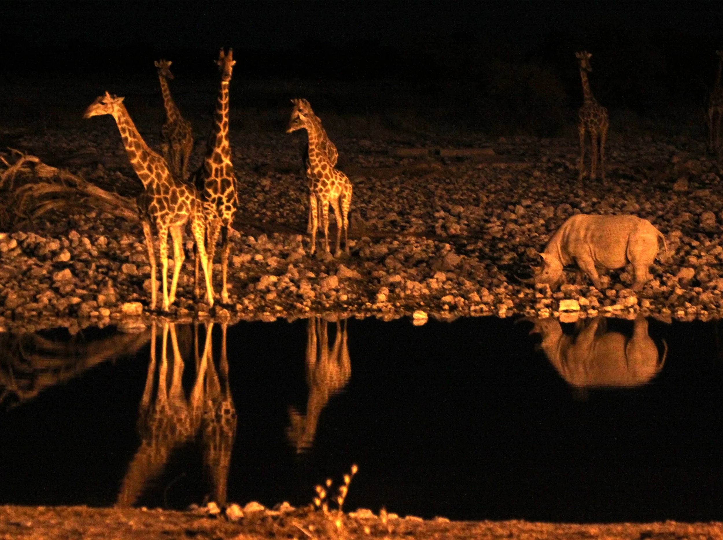 GIRAFFE - ANGOLAN GIRAFFE - AT NIGHT AT WATERHOLE - ETOSHA NATIONAL PARK NAMIBIA.JPG