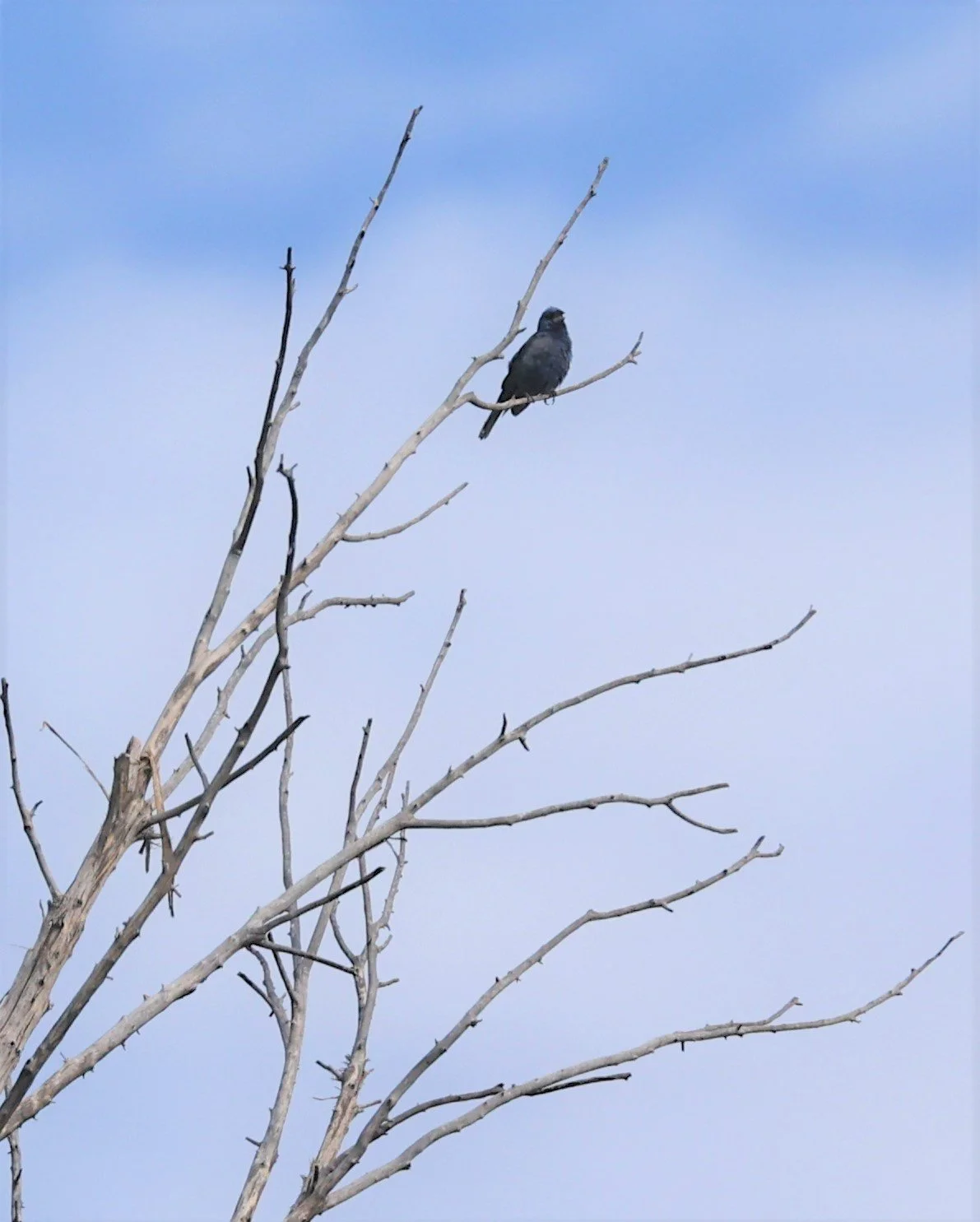 Mountain Bluebird (Sialia currucoides) Davis Mountains State Park Texas (1).jpg