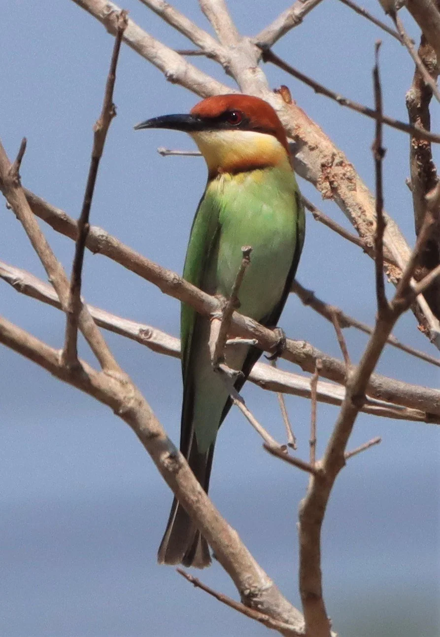 BEE-EATER - CHESTNUT-HEADED BEE-EATER - Merops leschenaulti - KHAO YAI NP (6).jpg