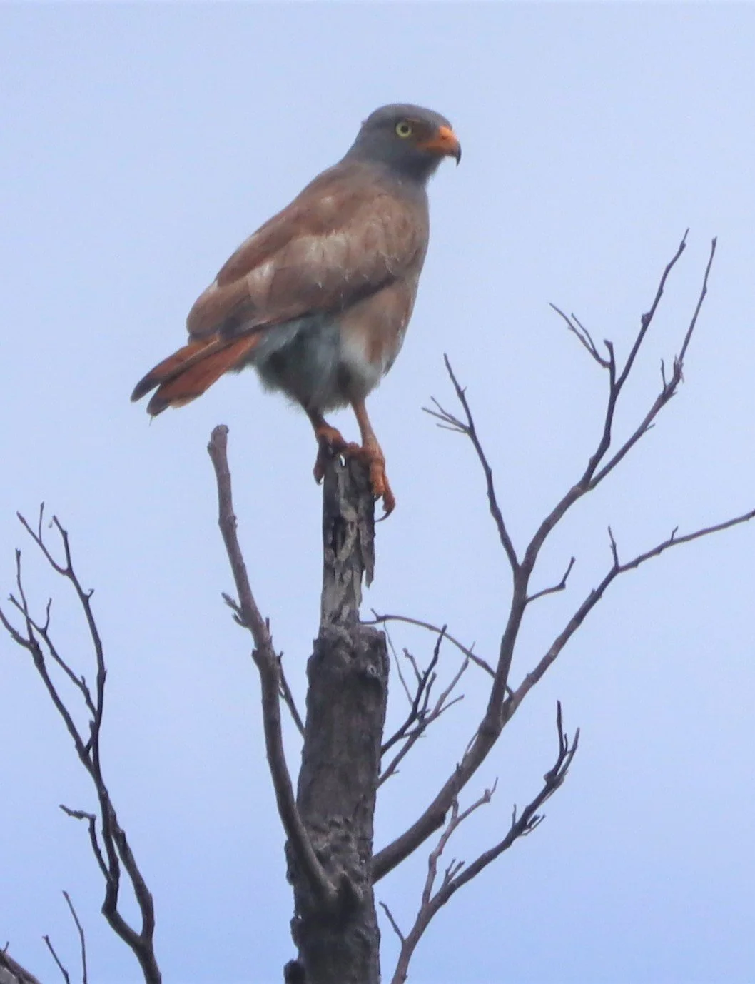BUZZARD - RUFOUS-WINGED BUZZARD - Butastur liventer - SAKAERAT ENVIRONMENTAL RESEARCH STATION KORAT (7).jpg