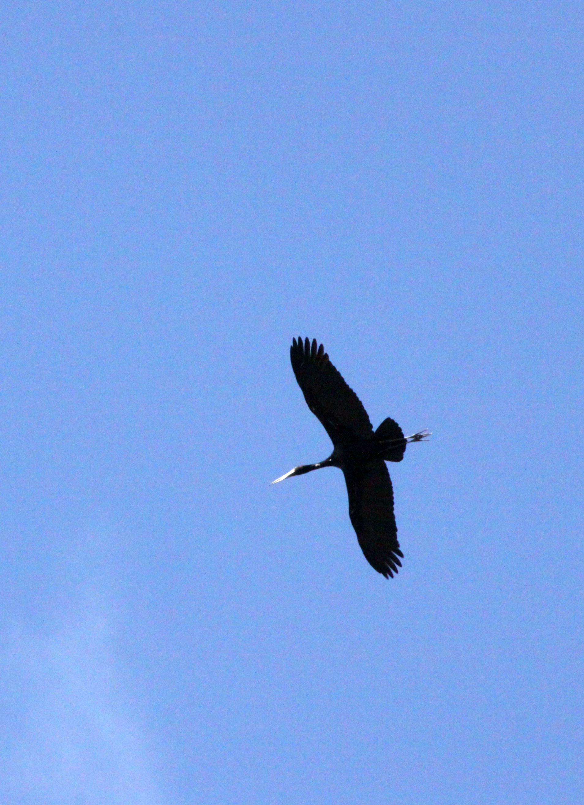 STORK - AFRICAN OPENBILL STORK - Anastomus lamelligerus - BALE MOUNTAINS NATIONAL PARK ETHIOPIA (9).JPG
