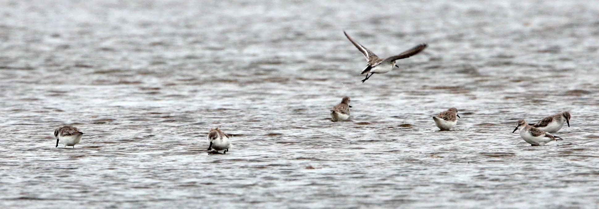 BIRD - SANDPIPER - SPOON-BILLED SANDPIPER - PETCHABURI PROVINCE, PAK THALE (43).JPG