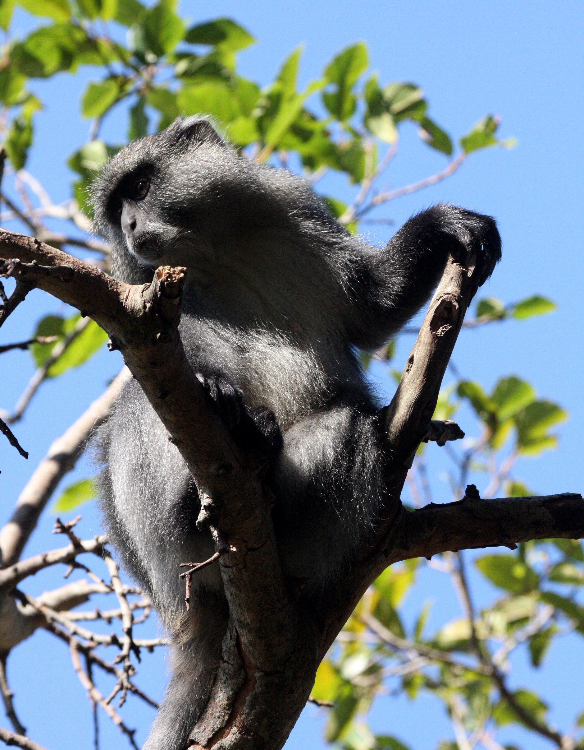 CERCOPITHECIDAE - Cercopithecus albogularis labiatus - SAMANGO (SYKES') MONKEY - IMFOLOZI NATIONAL PARK SOUTH AFRICA (15).JPG