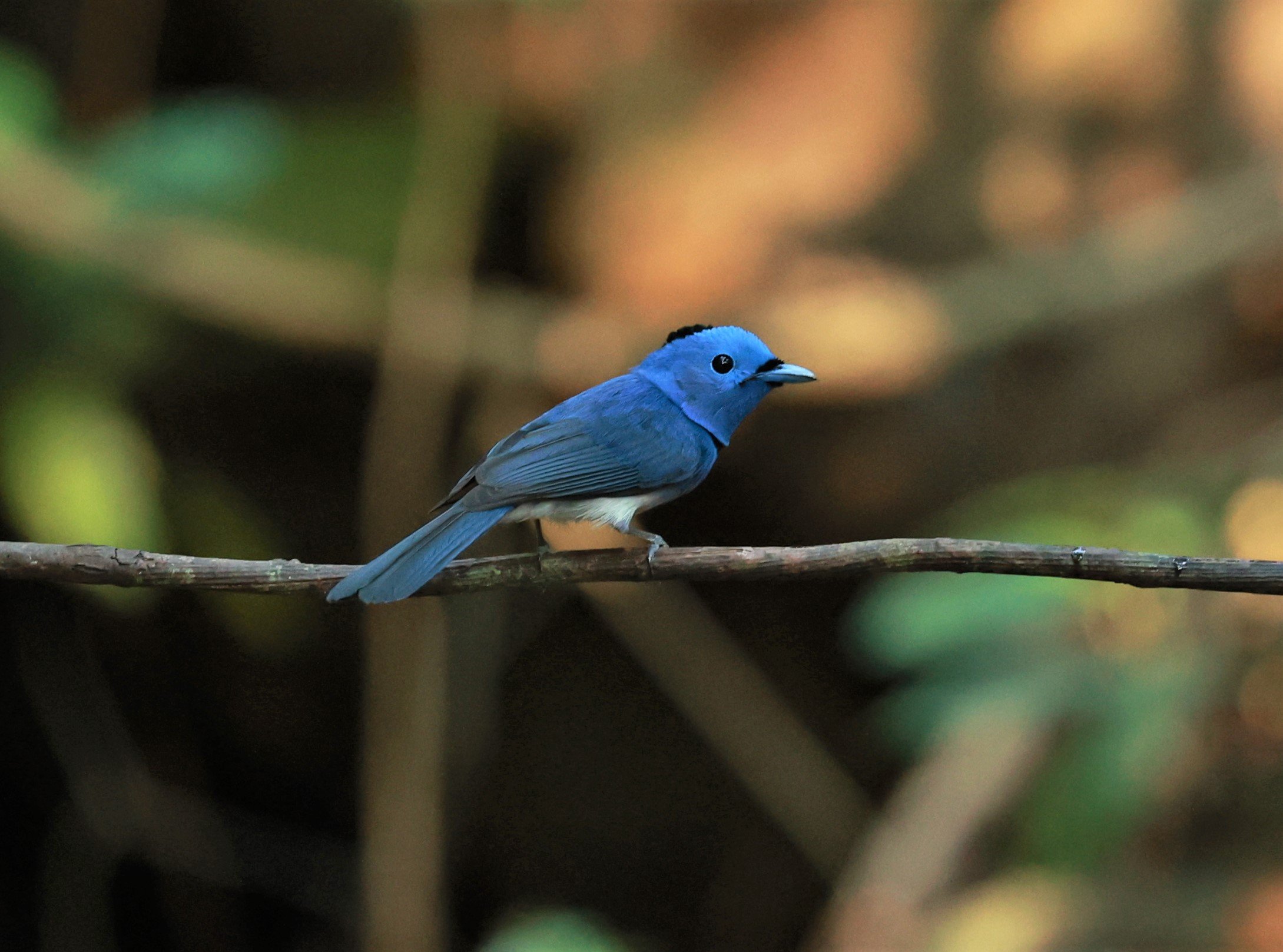 MONARCH - BLACK-NAPED MONARCH - Hypothymis azurea - KRUNG CHING, KHAO LUANG NATIONAL PARK, THAILAND APRIL 2023 (6).jpg