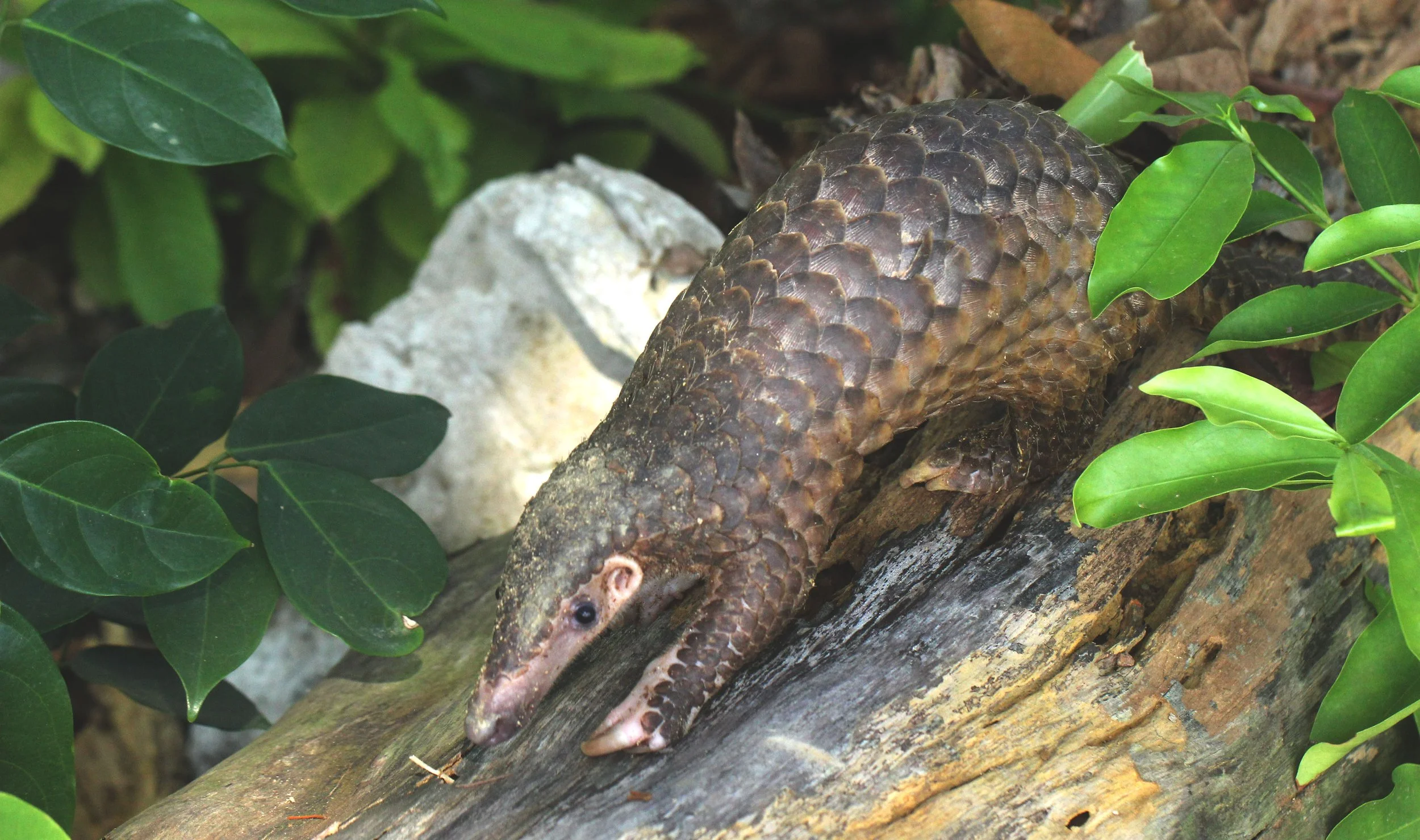 Manis javanica - SUNDA PANGOLIN - KOH LANTA THAILAND, THE OTHERSIDE VILLAS (36).JPG