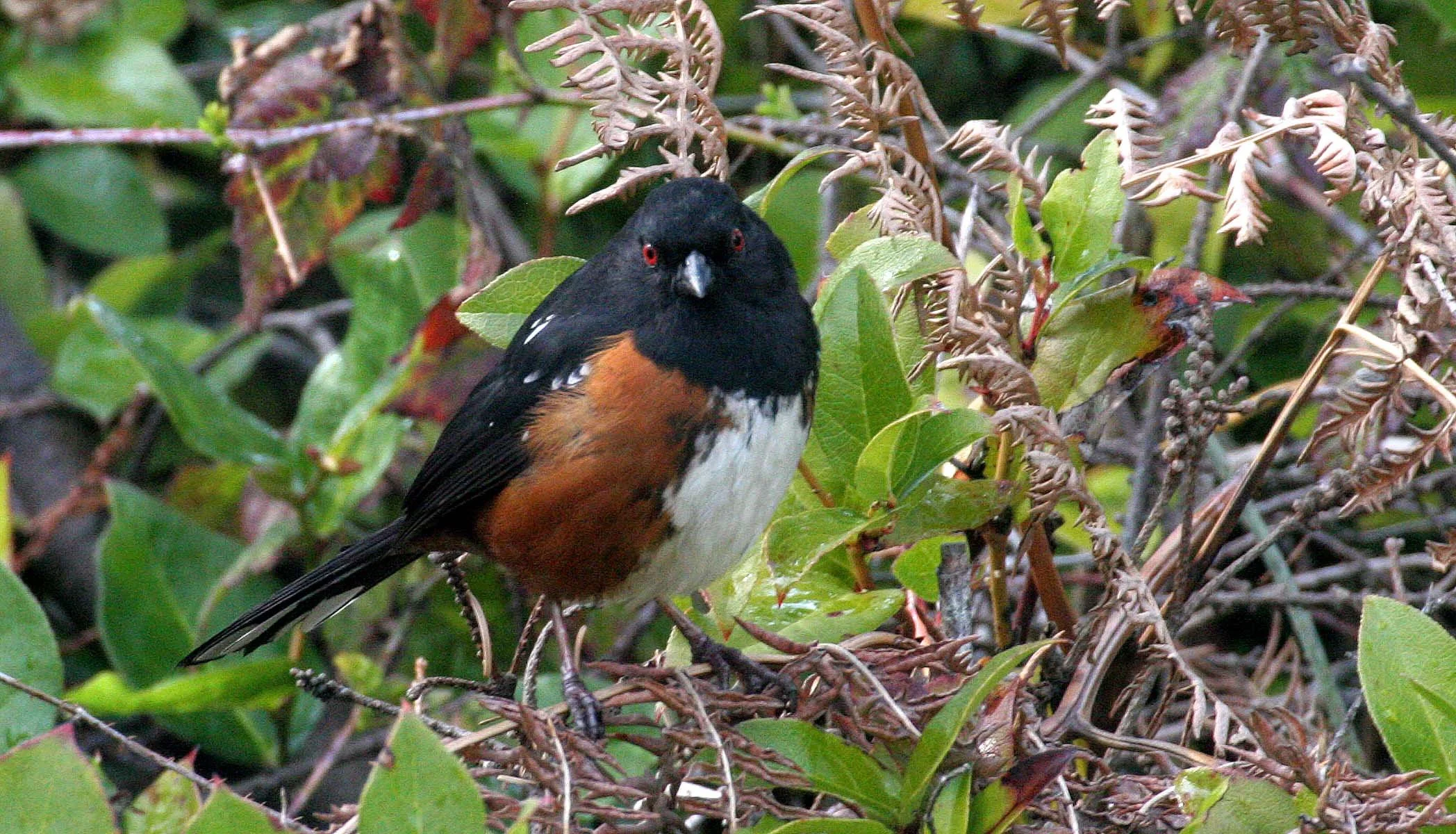 Spotted Towhee (Pipilo maculatus) Port Angeles Washington (10).jpg