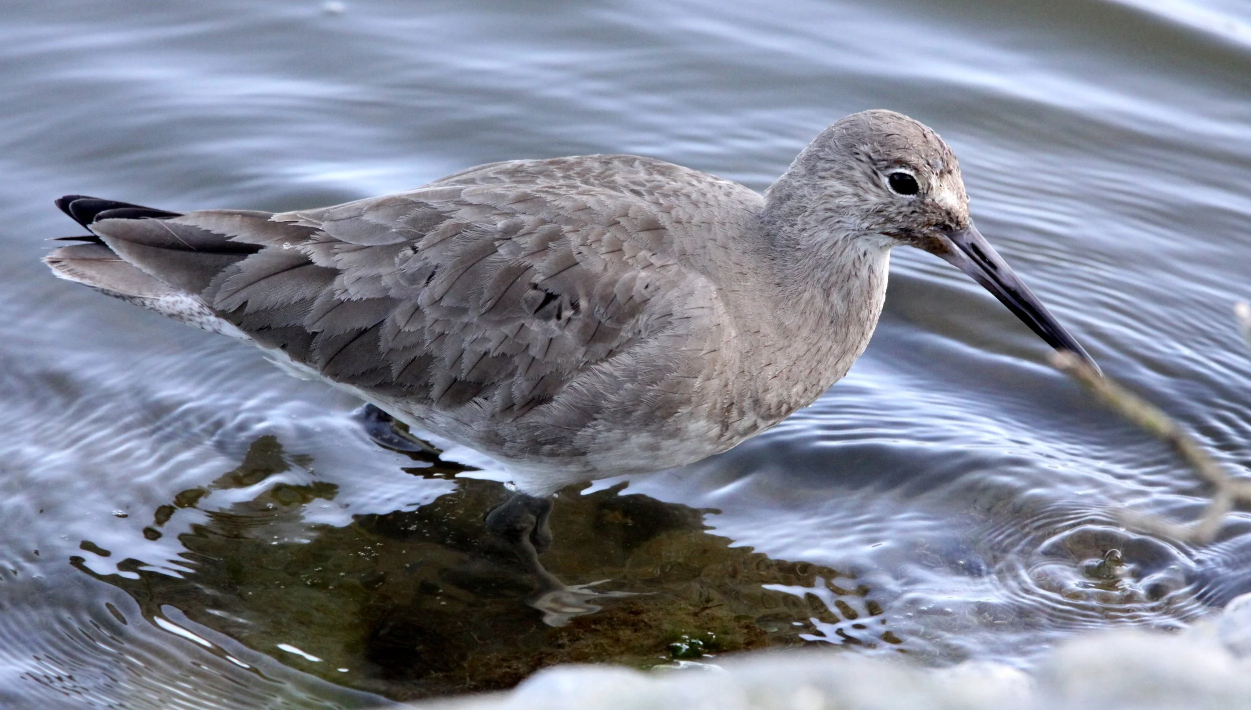 BIRD - WILLET - ARCATA MARSH CALIFORNIA (15).JPG