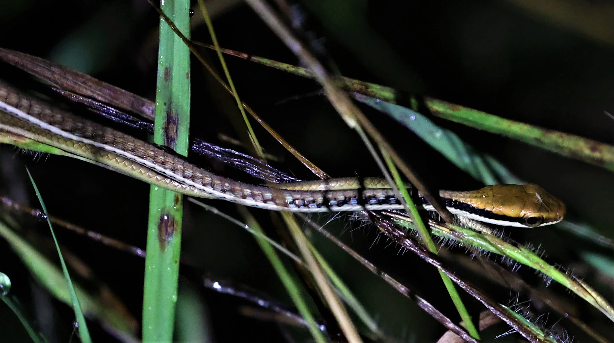 Sawtooth-necked Bronzeback (Dendrelaphis nigroserratus)